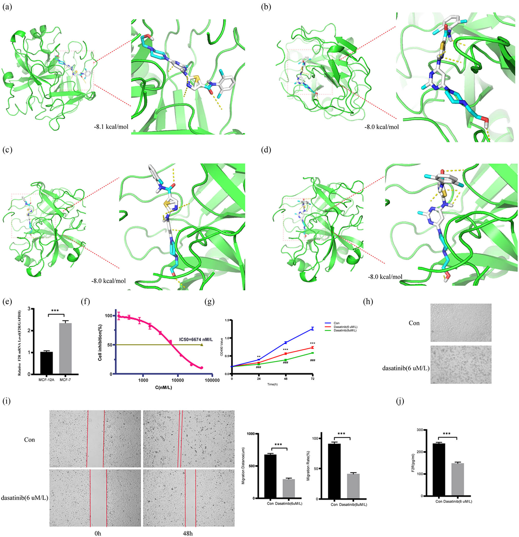 Figure 8
Molecular docking analysis to assess the interaction between F2R and dasatinib and an evaluation of dasatinib’s impact on MCF-7 cells. (a)–(d) Top four molecular docking sites between F2R and dasatinib. (e) Comparison of F2R mRNA expression levels in MCF-12A and MCF-7 cells. (f)–(j) The MTT assay was employed to determine the IC50 of dasatinib in MCF-7 cells and assess cell viability following treatment with 6 and 8 μM/L dasatinib. Additionally, the cellular state of MCF-7 cells treated with 6 μM/L dasatinib for 48 h was observed, and a scratch assay was conducted to evaluate the migration ability of MCF-7 cells treated with the same concentration of dasatinib for 48 h. Furthermore, the levels of F2R protein in MCF-7 cells after treatment with 6 μM/L dasatinib for 48 h were measured using the F2R ELISA Kit. **p < 0.01, ***p < 0.001, ###p < 0.001.