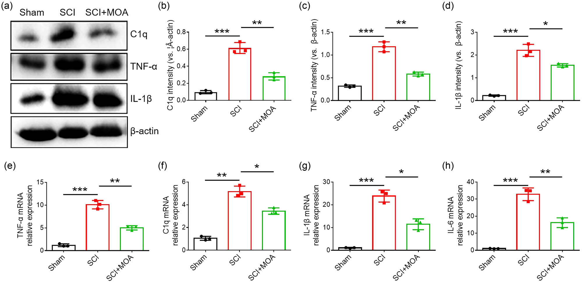 Figure 2
(a) Protein expression of C1q, TNF-α, and IL-1α in the spinal cords of rats in the three groups at 3 dpi. (b) The relative level of C1q protein expression in the three groups at 3 dpi, **p < 0.05. (c) The relative level of TNF-α protein expression in the three groups at 3 dpi, **p < 0.05. (d) The relative level of IL-1β protein expression in the three groups at 3 dpi, **p < 0.01. (e) TNF-α mRNA expression in the three groups at 3 dpi, **p < 0.05. (f) C1q mRNA expression in the three groups at 3 dpi, **p < 0.05. (g) IL-1β mRNA expression in the three groups at 3 dpi, **p < 0.05. (h) IL-6 mRNA expression in the three groups at 3 dpi, **p < 0.05.