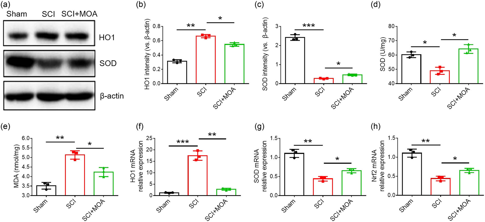 Figure 4
(a) Levels of HO-1 and SOD in the spinal cords of rats in the three groups at 3 dpi. (b) Relative levels of HO-1 level in the three groups at 3 dpi, *p < 0.01. (c) Relative levels of SOD expression in the three groups at 3 dpi, *p < 0.01. (d) SOD vigor level comparison at 3 day after contusion, *p < 0.05. (e) MDA vigor level comparison at 3 day after contusion, *p < 0.01 versus sham group and **p < 0.05 versus SCI group. (f) HO-1 mRNA expression in the three groups at 3 dpi, *p < 0.05. (g) SOD mRNA expression in the three groups at 3 dpi, *p < 0.05. (h) Nrf2 mRNA expression in the three groups at 3 dpi, *p < 0.05.