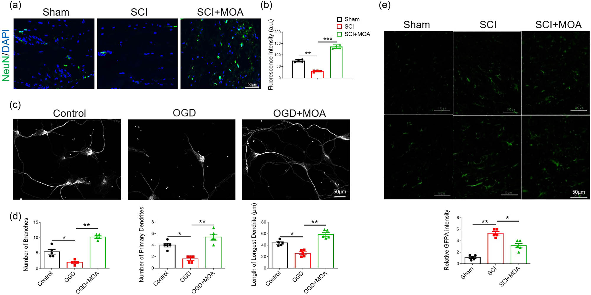 Figure 5
(a) Immunofluorescence-stained primary NSCs in the control, SCI, and SCI + MOA groups, Neurons (NeuN: green), Nuclei (DAPI: blue). (b) Fluorescence intensities in the control, SCI, and SCI + MOA groups, **p < 0.05, ***p < 0.05. (c) Neurons are labeled with anti-βIII-tubulin antibody for neuronal microtubules. (d) Numbers of branches in the control, OGD, and OGD + MOA groups, *p < 0.05, **p < 0.05. Numbers of primary dendrites in the control, OGD, and OGD + MOA groups, *p < 0.05, **p < 0.05. Lengths of longest dendrites in the control, OGD, and OGD + MOA groups, *p < 0.05, **p < 0.05. (e) Resting astrocytes in the Sham group, activated astrocytes in the SCI group at 3 d after contusion, and activated astrocytes in the MOA group at 21 d after contusion. Scale bar = 100 µm, scale bar = 50 µm. (f) Relative GFAP intensities in the three groups at 21 d after contusion, *p < 0.05, **p < 0.05.