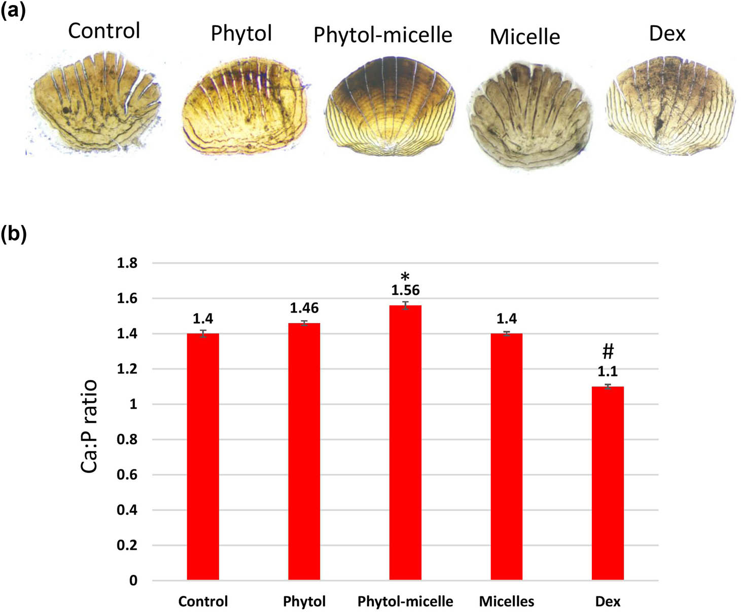 Figure 5 
                  Phytol-micelles influence on calcium and phosphorus levels in zebrafish scales. (a) vonKossa staining of scales and (b) calcium and phosphorus content. * indicates a significant increase. # indicates a significant decrease.