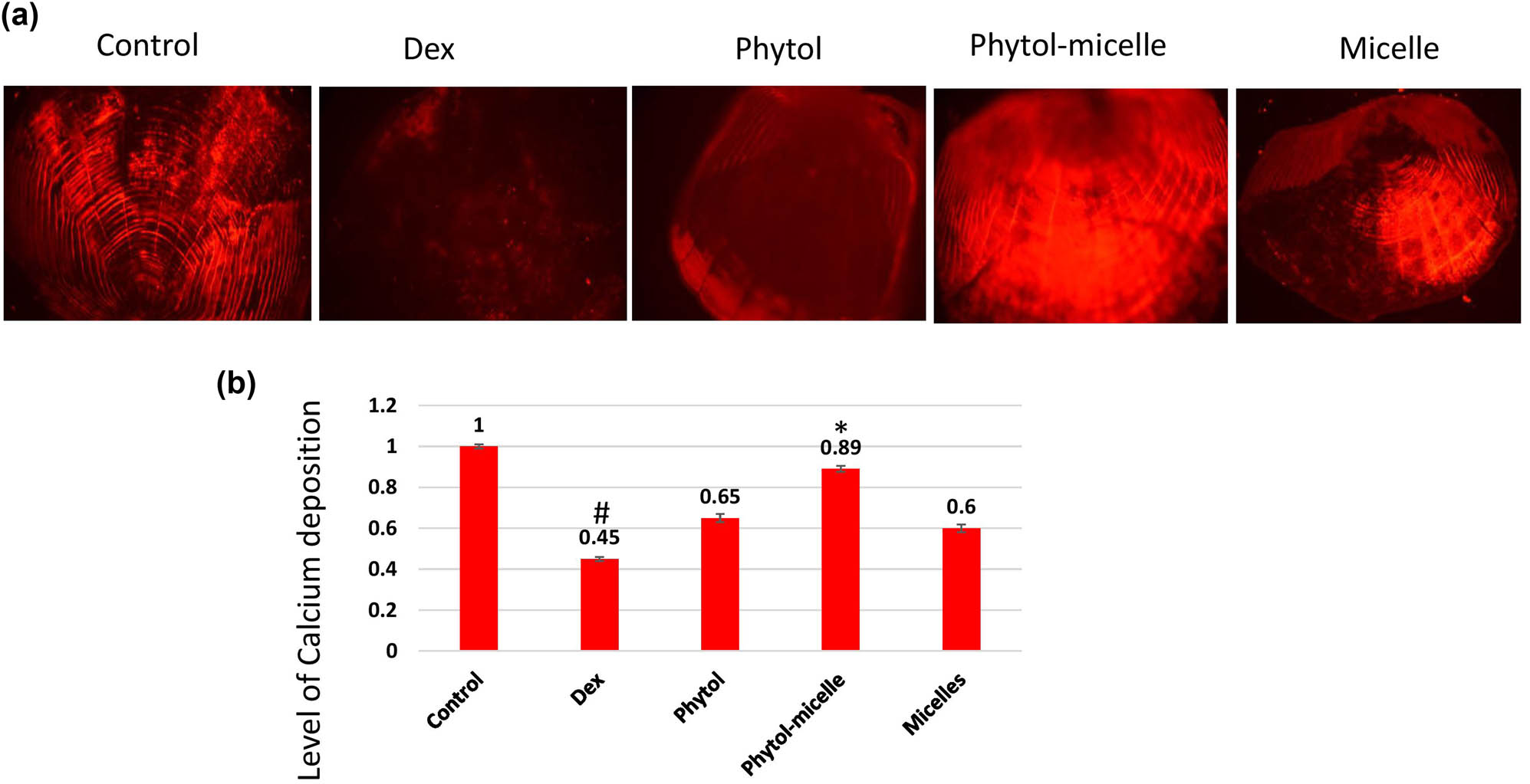 Figure 8 
                  Dex treatment decreases alizarin red staining intensity (a), indicating reduced calcium mineralization (b) in zebrafish scales, contrasting with phytol-micelles’ stimulatory effect on alizarin red staining, suggesting enhanced calcium mineralization. * indicates a significant increase. # indicates a significant decrease.