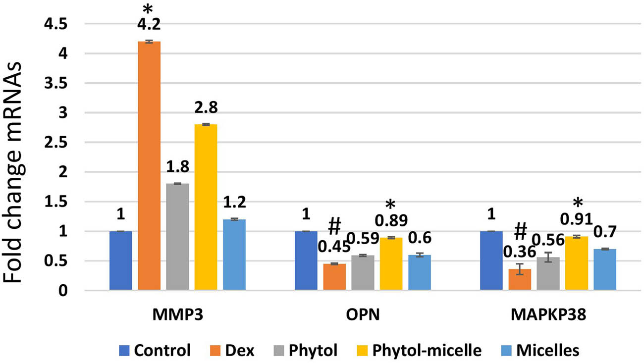 Figure 9 
                  Dex treatment alters mRNA levels, reducing OPN and MAPKp38 while increasing MMP3 in zebrafish scales, indicating suppressive effects. Conversely, phytol-micelles significantly increase OPN and MAPKp38 mRNA levels while reducing MMP3, suggesting stimulatory effects. These molecular changes elucidate phytol-micelles’ potential mechanisms in bone metabolism and remodeling. * indicates a significant increase. # indicates a significant decrease.