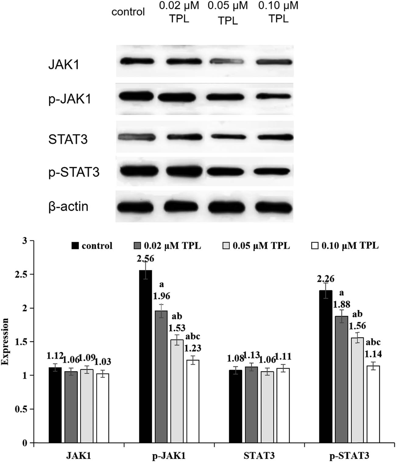 Figure 1 
                  Expression levels of JAK/STAT signaling pathway-related proteins in different groups (a indicates significance compared to the control group, P < 0.05; b indicates significance compared to the 0.02 μM TPL group, P < 0.05; c indicates significance compared to the 0.05 μM TPL group, P < 0.05).