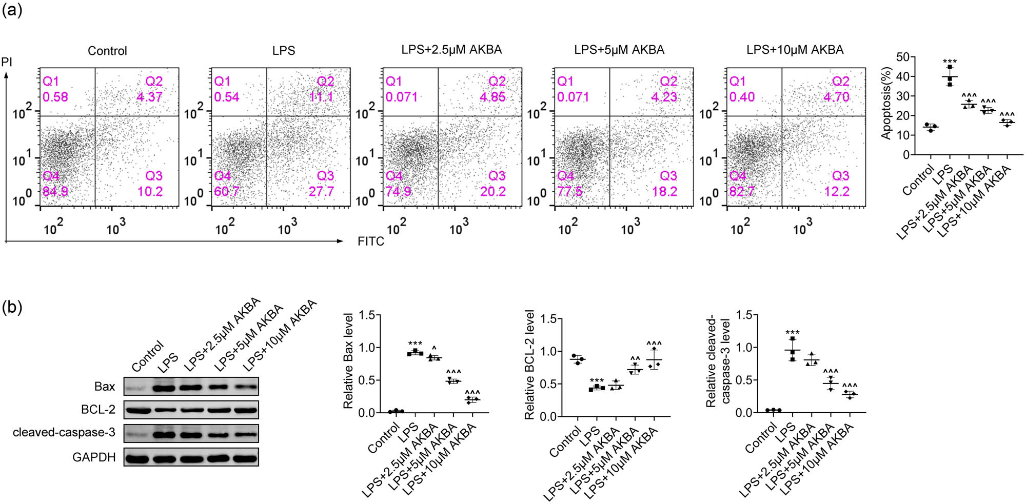 Figure 2
BA inhibited the apoptosis of LPS-stimulated HMEECs. (a) FCM assays showed the apoptosis degree of HMEECs upon LPS treatment and the treatment of BA at concentrations of 2.5, 5, and 10 μM for 24 h. The percentage of apoptosis cells was quantified (n = 3). (b) Immunoblot assays showed the expression of Bax, Bcl-2, and cleaved caspase-3 in HMEECs upon LPS treatment and the treatment of BA at concentrations of 2.5, 5, and 10 μM for 24 h. The relative expression levels were quantified (n = 3). ***p < 0.001, LPS vs control, ^p < 0.05, ^^p < 0.01, ^^^p < 0.001, LPS+AKBA vs LPS. AKBA, BA.