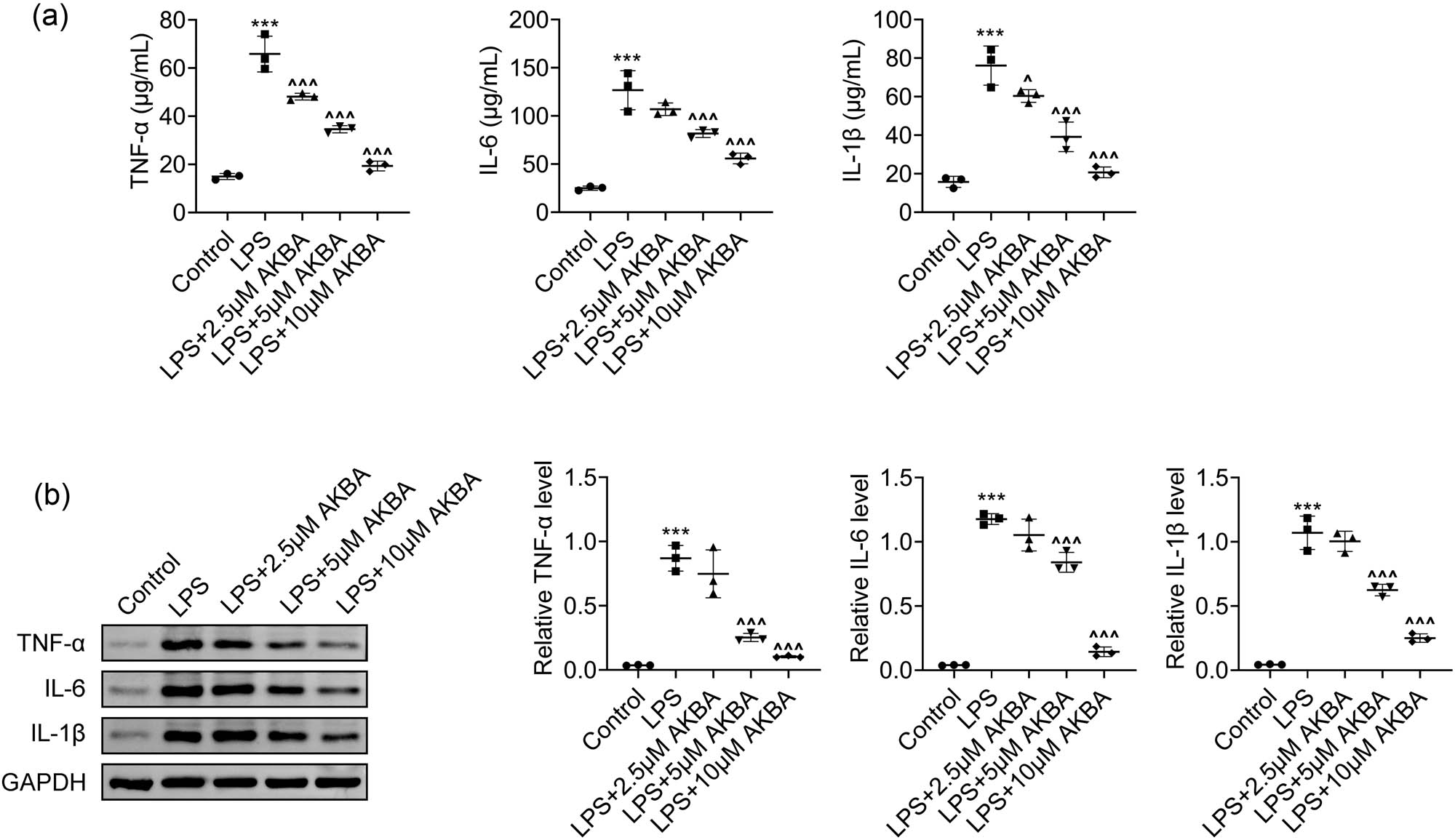 Figure 3
BA blocked LPS-stimulated HMEEC inflammation. (a) ELISA indicated the levels of TNF-α, IL-6, and IL-1β in HMEECs upon LPS treatment and the treatment of BA at concentrations of 2.5, 5, and 10 μM for 24 h (n = 3). (b) Immunoblot assays showed the expression of TNF-α, IL-6, and IL-1β in HMEECs upon LPS treatment and the treatment of BA at concentrations of 2.5, 5, and 10 μM for 24 h. The relative expression levels were quantified (n = 3). ***p < 0.001, LPS vs control, ^p < 0.05, ^^^p < 0.001, LPS+AKBA vs LPS. AKBA, BA.