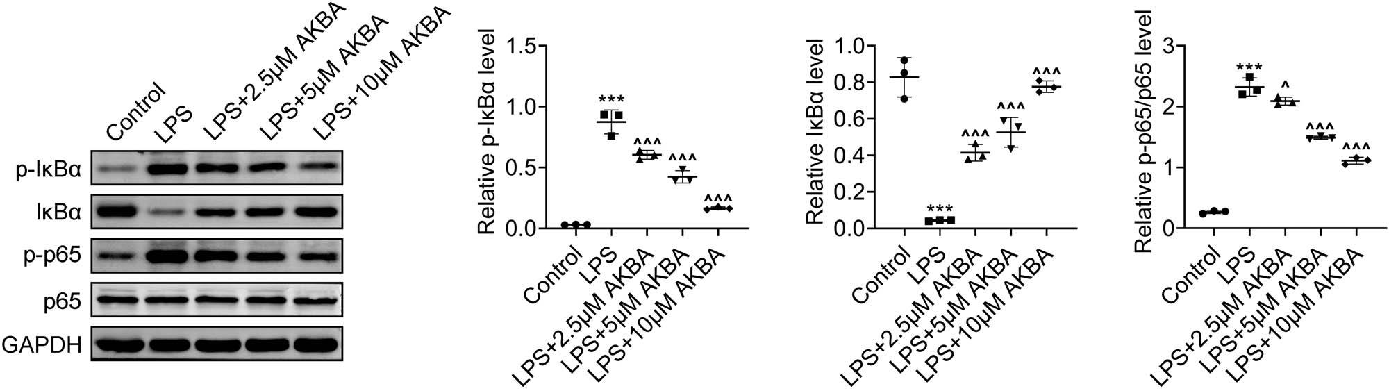 Figure 4
BA suppressed the NF-κB/IκBα axis in LPS-stimulated HMEECs. Immunoblot assays showed the expression and phosphorylation levels of p65 and IκBα in HMEECs upon LPS treatment and the treatment of BA at concentrations of 2.5, 5, and 10 μM for 24 h. The relative phosphorylation levels were quantified (n = 3). ***p < 0.001, LPS vs control, ^p < 0.05, ^^^p < 0.001, LPS+AKBA vs LPS. AKBA, BA.