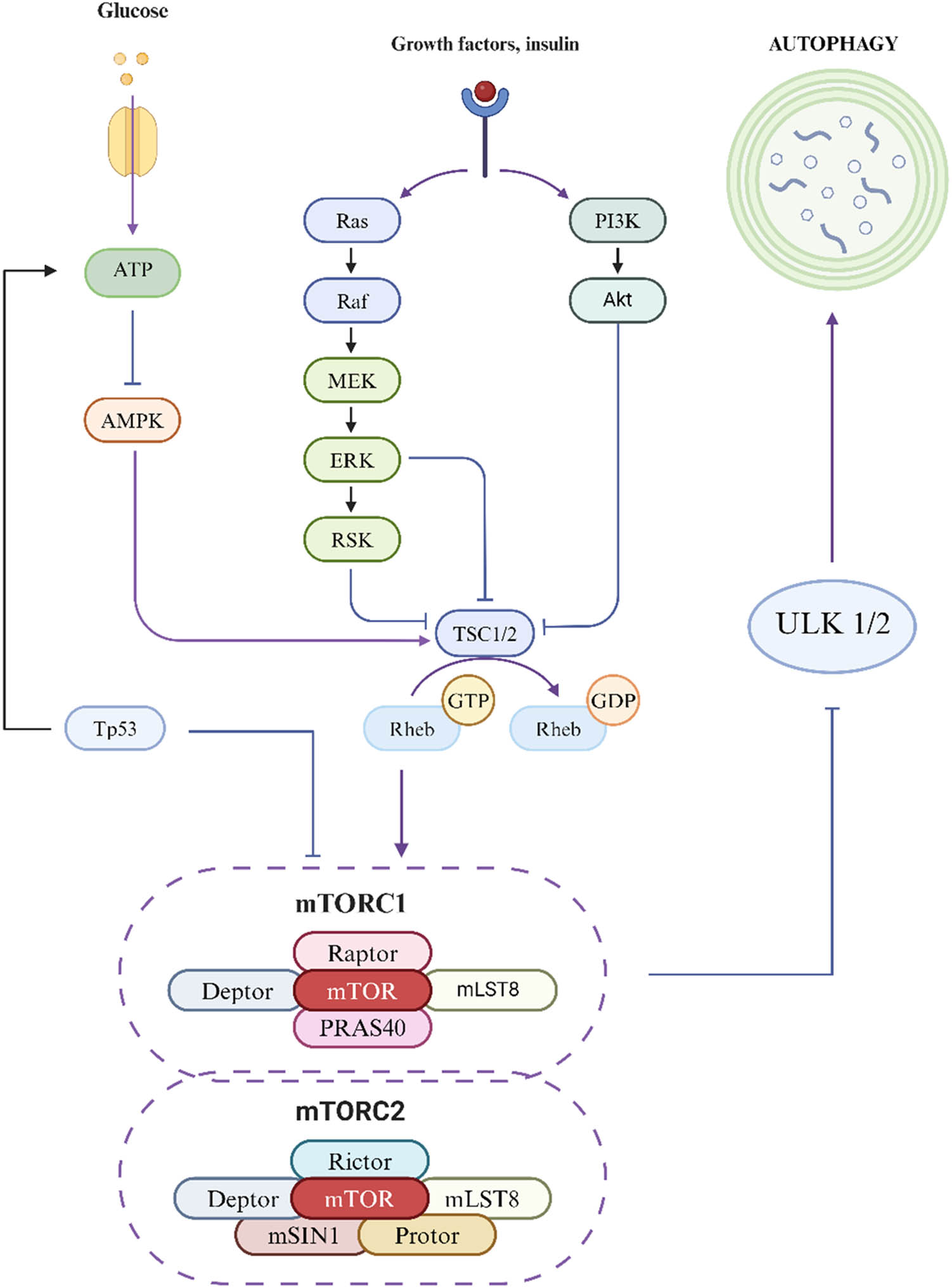 Figure 1 
                     Autophagy signaling pathway diagram.