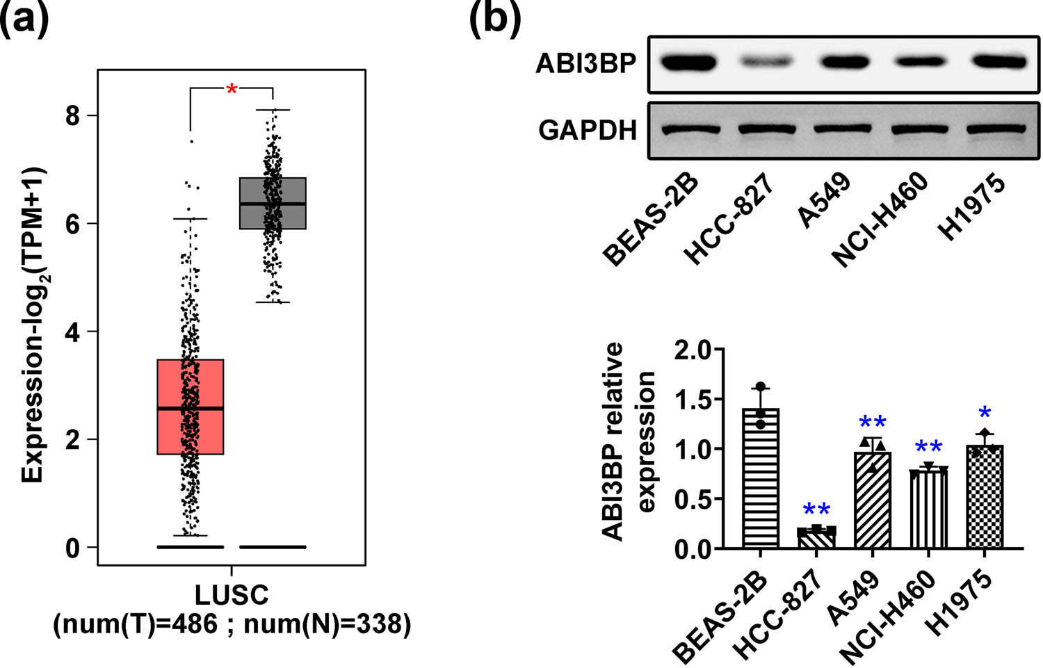 Figure 1 
                  ABI3BP expression was significantly downregulated in NSCLC cells. (a) TCGA database showed the TPM (transcripts per million) value of ABI3BP in 338 normal tissues and 486 tumor tissues. (b) Immunoblot showing ABI3BP protein expression levels in normal bronchial epithelial cells (BEAS-2B) and NSCLC cell lines (HCC-827, A549, NCI-H460, H1975). Quantification of ABI3BP protein expression was shown. Data are represented as mean ± SD. *p < 0.05, **p < 0.01. NSCLC, non-small-cell lung cancer.