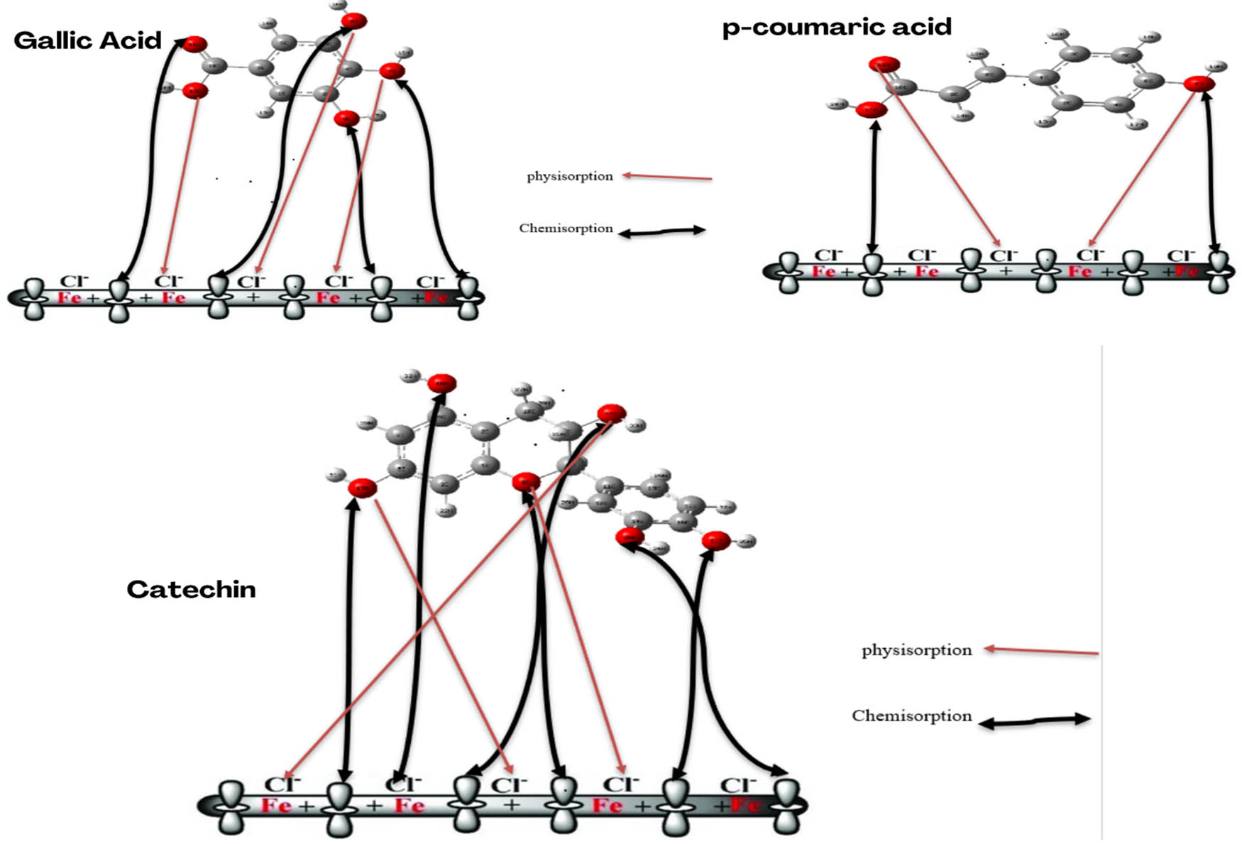 Figure 10 
                  Adsorption model of macromolecules on the MS surface.
               