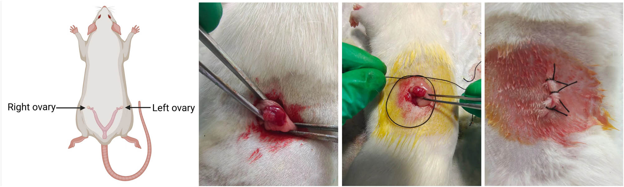 Teaser image from the article