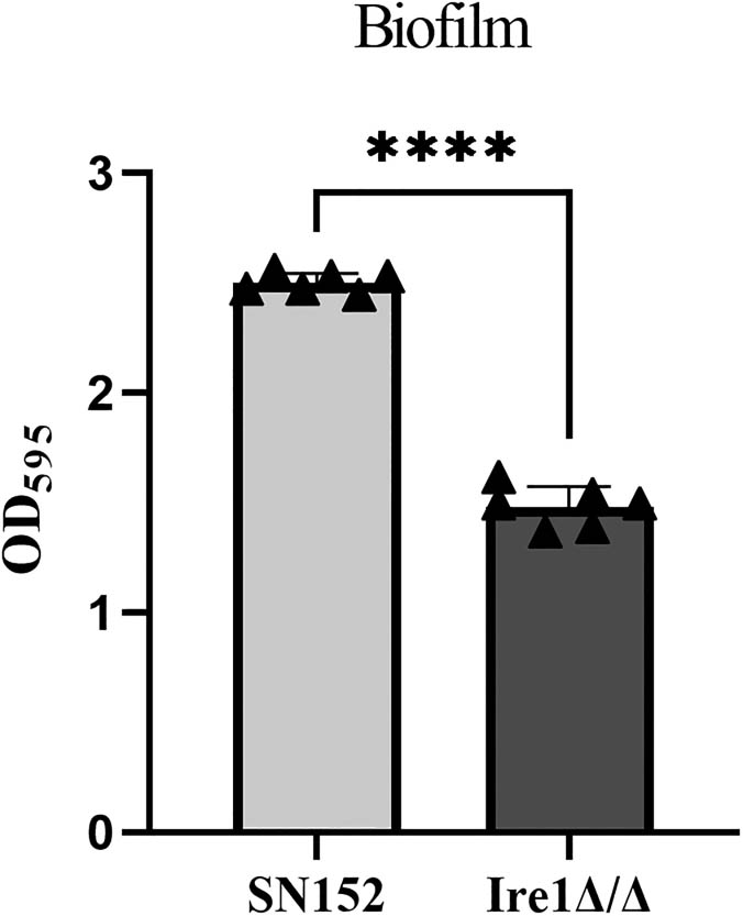 Figure 4
Effect of deletion of the Ire1 gene on the ability of C. albicans to form biofilms.