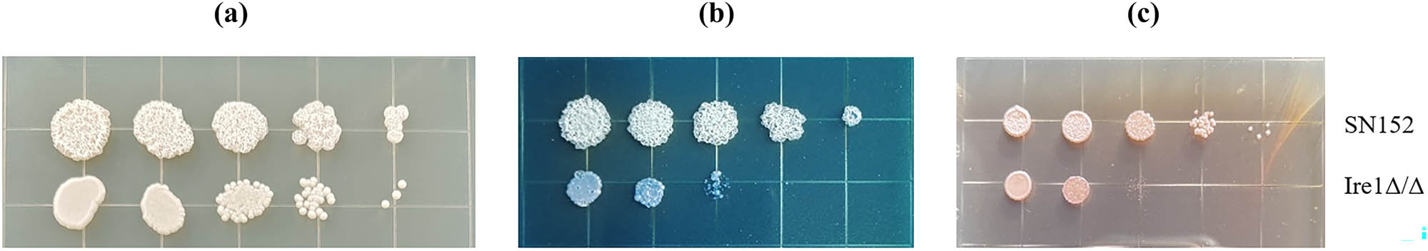 Figure 5
Growth phenotypes of SN152, Ire1Δ/Δ strains on (a) (YPD), (b) (50 μg/mL CFW), and (c) (10 μg/mL CGR) plates.