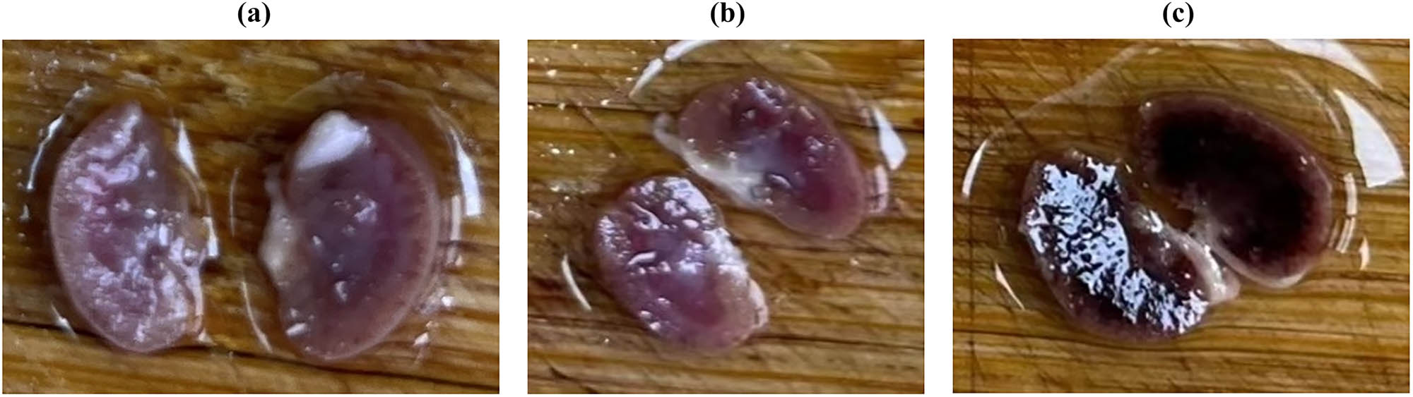 Figure 9
Appearance of kidney tissue in (a) saline, (b) Ire1Δ/Δ, and (c) SN152 groups.