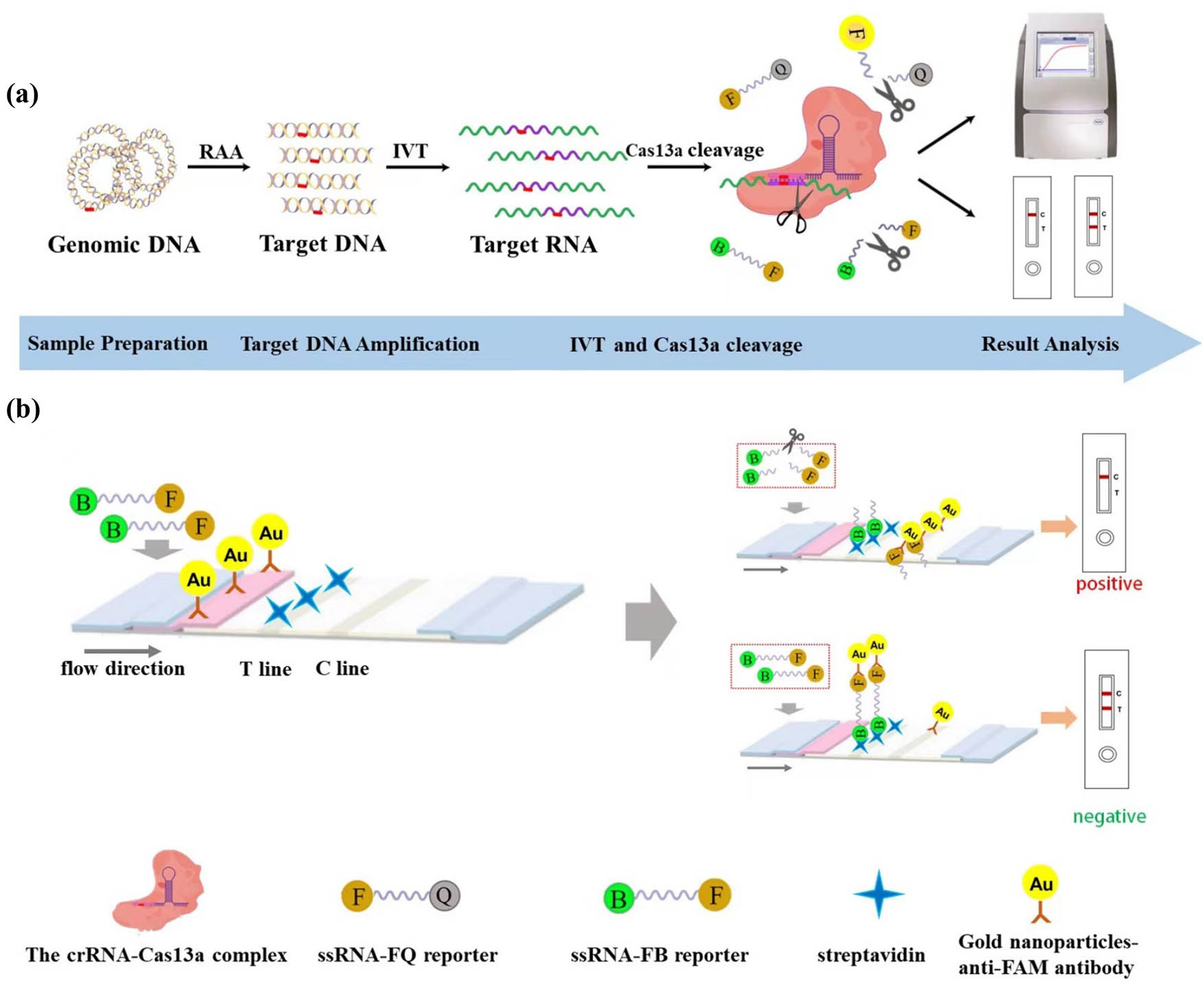 Rapid detection of the GJB2 c.235delC mutation based on CRISPR-Cas13a ...