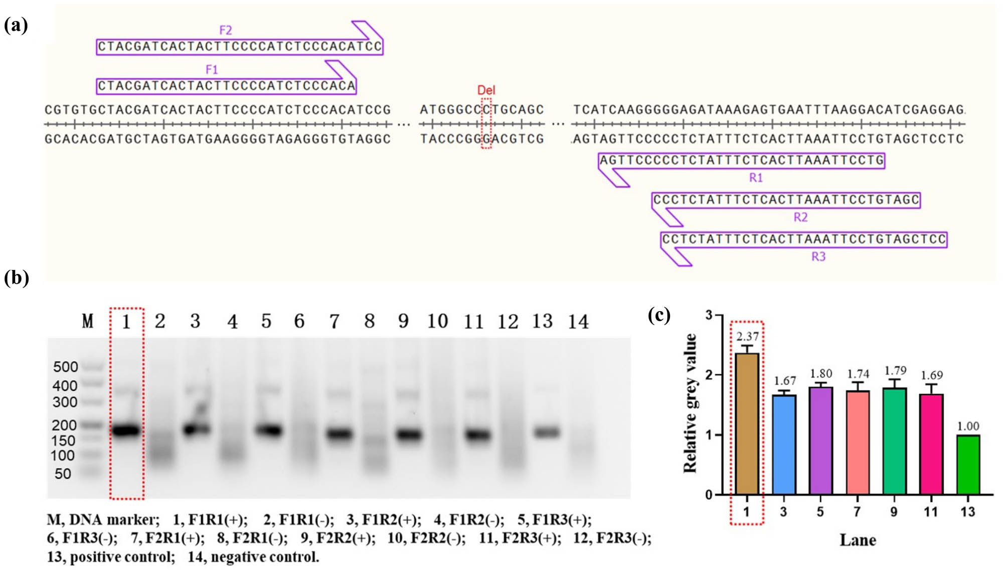 Figure 2 
                  Design and screening of RAA primers. (a) Schematic representation of the RAA primers design. The red dashed rectangular box marks the c.235 locus of GJB2 and “Del” is an abbreviation for deletion. F, forward primer; R, reverse primer. (b) Agarose gel electrophoresis analysis of RAA amplification products. The best results are marked by the red dashed rectangular box. “+” indicates that DNA template was added during RAA amplification. “–” indicates that RNase-free water was substituted during RAA amplification. (c) Gray value analysis of agarose gel electrophoresis bands. All bands were compared to the positive experimental group to form relative gray values. The best results are marked by the red dashed rectangular box. Error bars in Figure 2c present the standard deviation (SD) based on three independent gray value analyses.
               