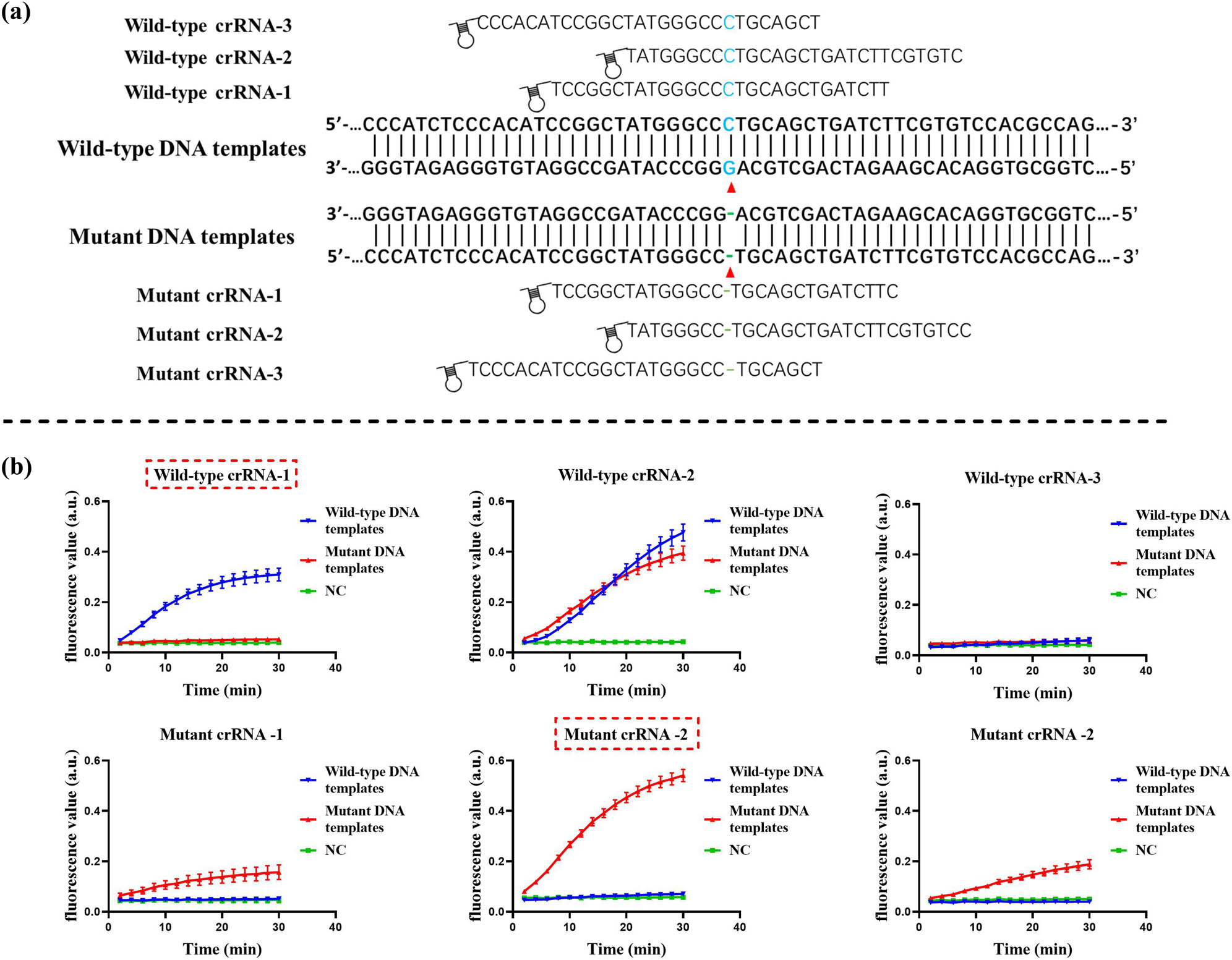 Figure 3 
                  Design and screening of crRNAs. (a) Schematic representation of the crRNA design. The red triangles indicate the c.235delC mutation site of GJB2. (b) Screening of crRNAs by the CRISPR fluorescence-based assay. The best results are marked by the red dashed rectangular box. Error bars represent standard deviation (SD) from three independent tests.
               