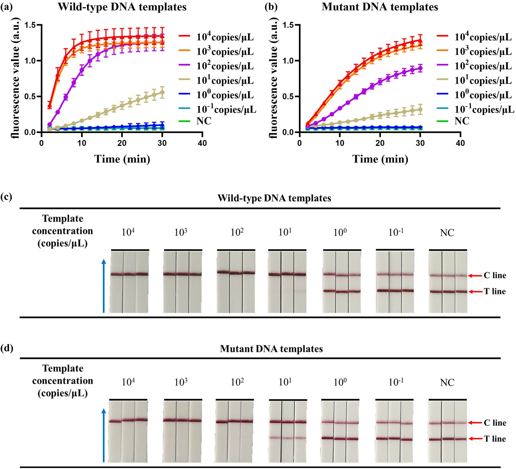 Figure 4 
                  Detection of analytical sensitivity. (a) The detection sensitivity of wild-type DNA templates by the CRISPR fluorescence-based assay. (b) The detection sensitivity of mutant DNA templates by the CRISPR fluorescence-based assay. (c) The detection sensitivity of wild-type DNA templates by the CRISPR combined with LFD assay. (d) The detection sensitivity of mutant DNA templates by the CRISPR combined with LFD assay. The blue arrow points to the direction of flow of the test strip. NC, negative control. The error bars represent the standard deviation (SD) from three independent tests.
               