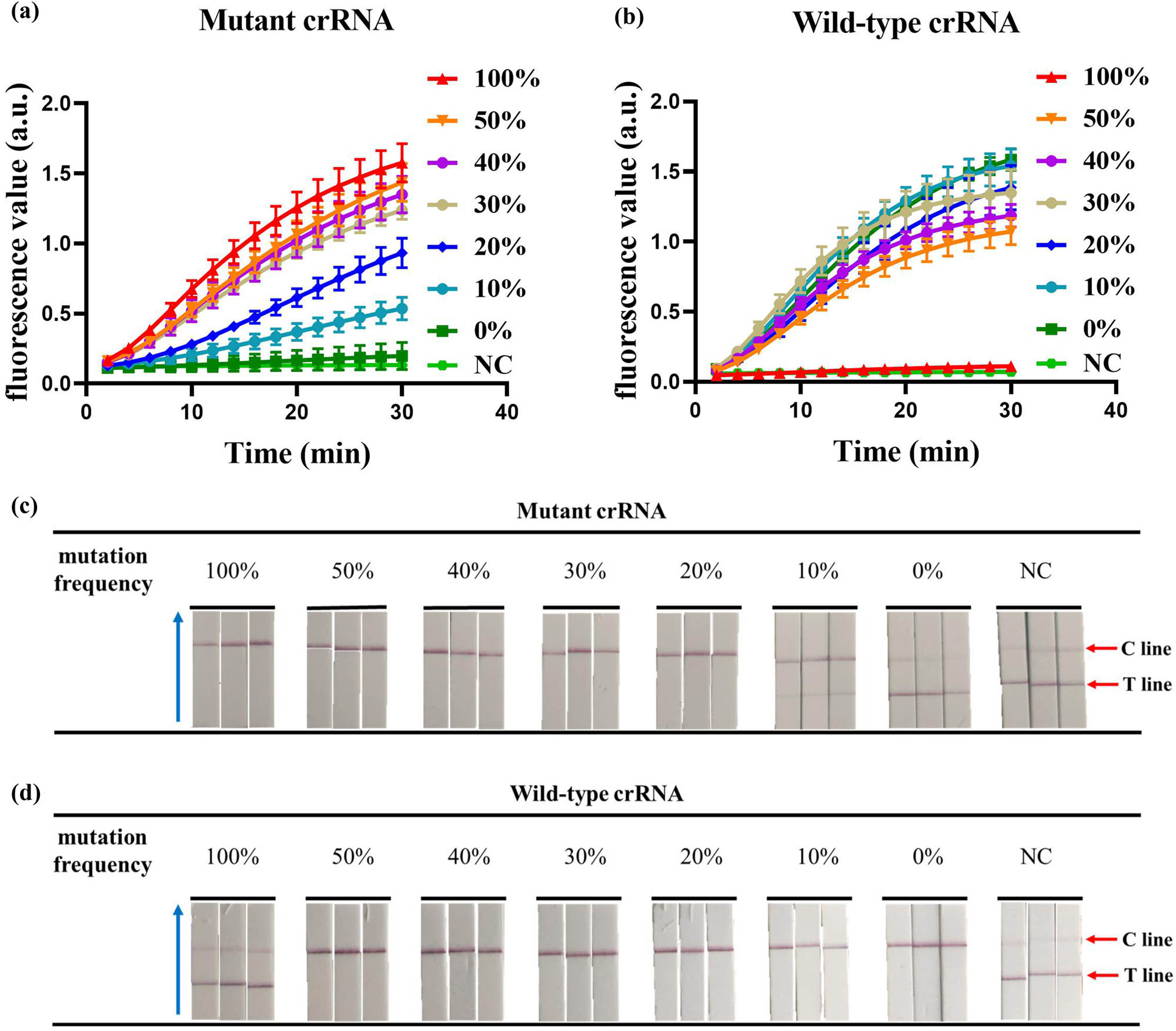 Figure 5 
                  Detection of mutation frequency. (a) Detection of mutation frequency by the CRISPR fluorescence-based assay using mutant crRNA. (b) Detection of mutation frequency by the CRISPR fluorescence-based assay using wild-type crRNA. (c) Detection of mutation frequency by the CRISPR combined with LFD assay using mutant crRNA. (d) Detection of mutation frequency by the CRISPR combined with LFD assay using wild-type crRNA. The blue arrow points to the direction of flow of the test strip. NC, negative control. Error bars represent the standard deviation (SD) from three independent tests.
               