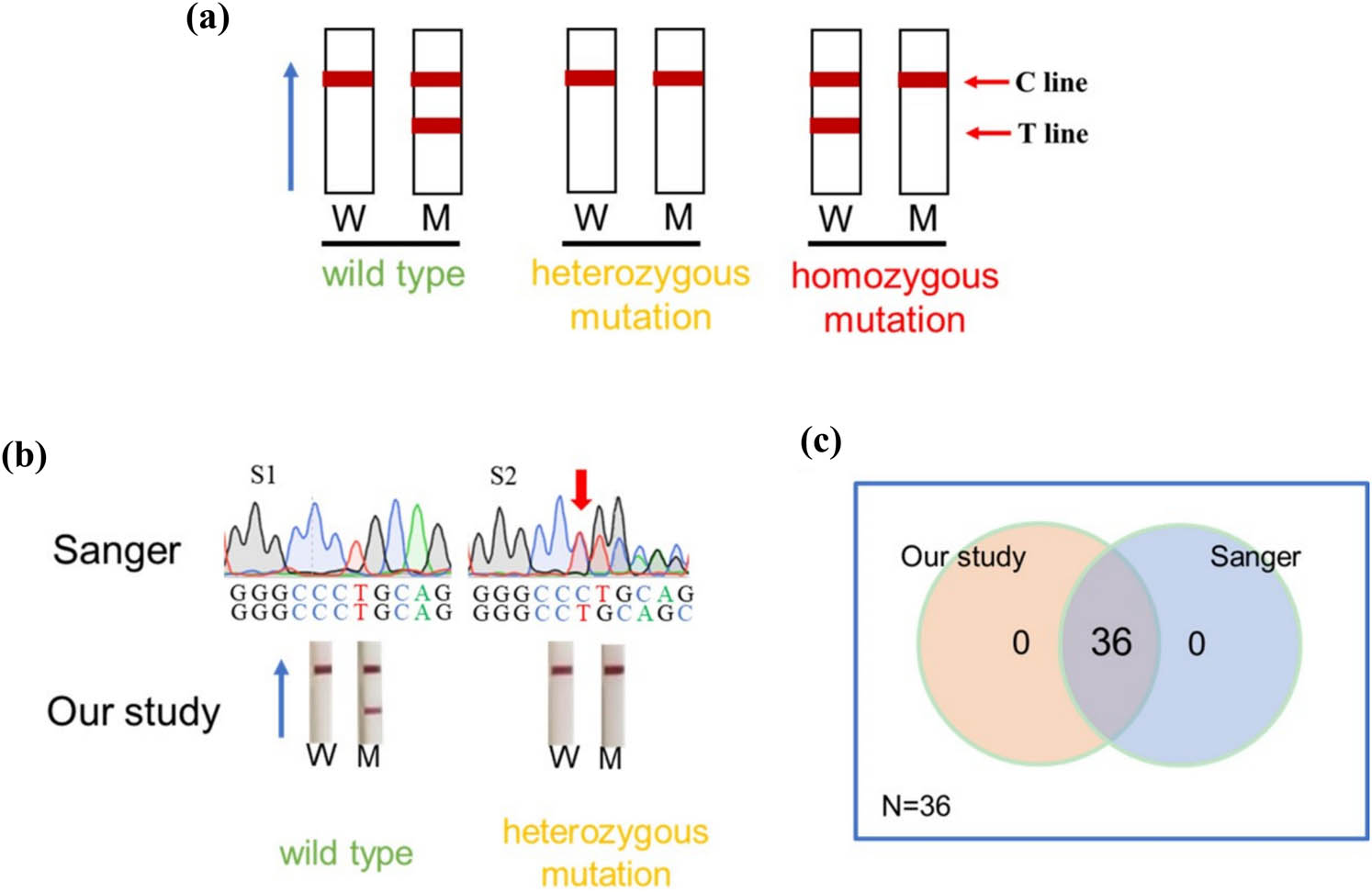 Figure 6 
                  Detection of clinical samples. (a) The schematic diagram of allele discrimination by CRISPR-Cas13a combined with LFD. W indicates the LFD using wild-type crRNA; M indicates the LFD using mutant crRNA. (b) Representative results of clinical sample analyses using CRISPR-Cas13a combined with LFD and Sanger sequencing. Red arrows mark the c.235delC mutation site. (c) The Venn diagram shows the number of samples with consistent results using the CRISPR-Cas13a combined with LFD and the Sanger sequencing assay.
               