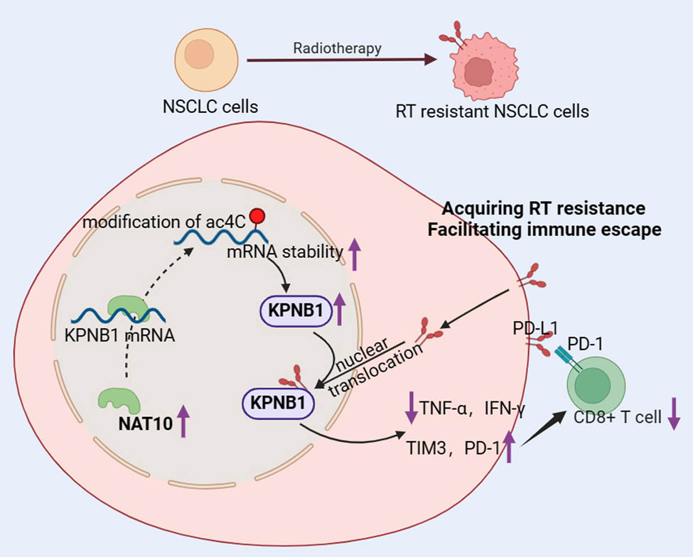 Teaser image from the article