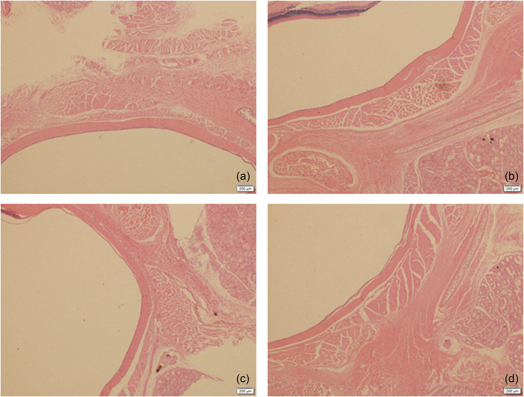 Figure 2
HE staining of ocular surface tissues in rats. (a) and (b) normal control group, and (c) and (d) treatment group.
