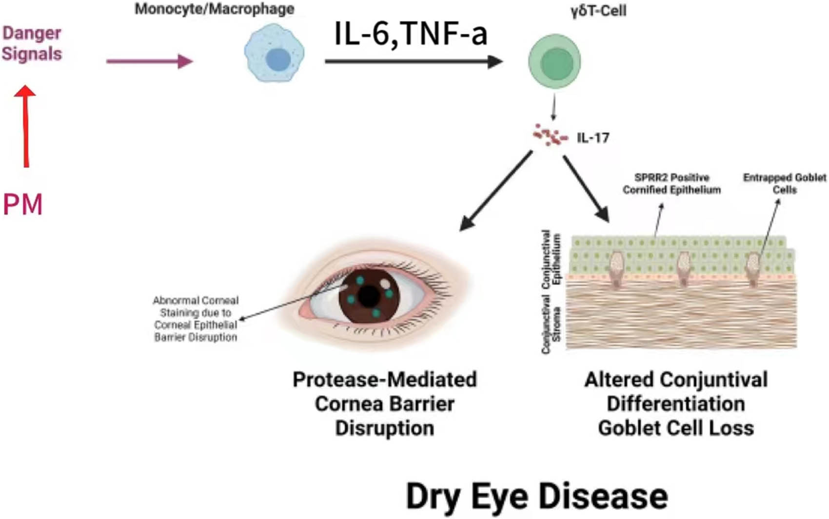 Figure 4
Potential mechanism that influencing of PM on DED.