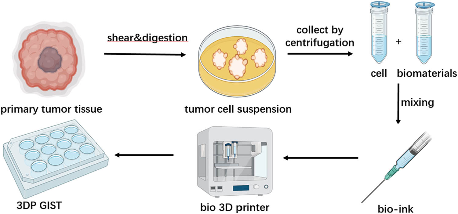 Figure 2
Flowchart of the establishment of 3DP tumor mode.