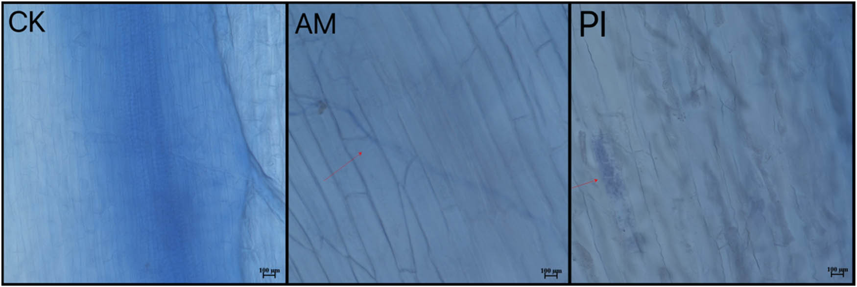 Teaser image from the article