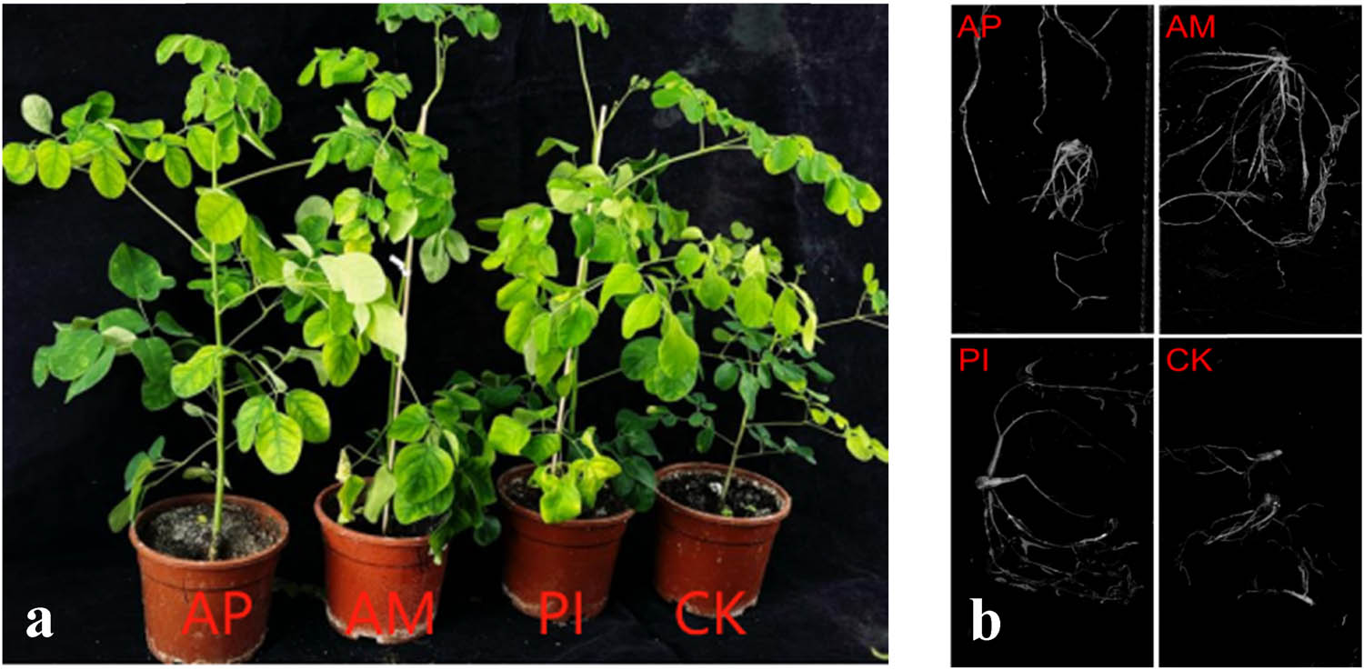 Figure 2
60 days after inoculation with PI and AM (a). Root surface area of various treatments of M. oleifera (b).