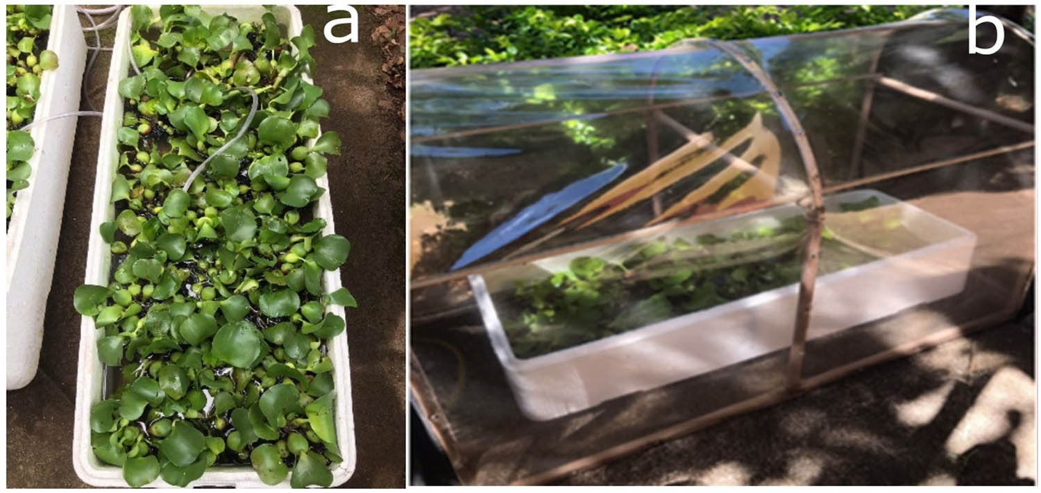 Figure 1 
               Water hyacinth tank box with protection and aeration.