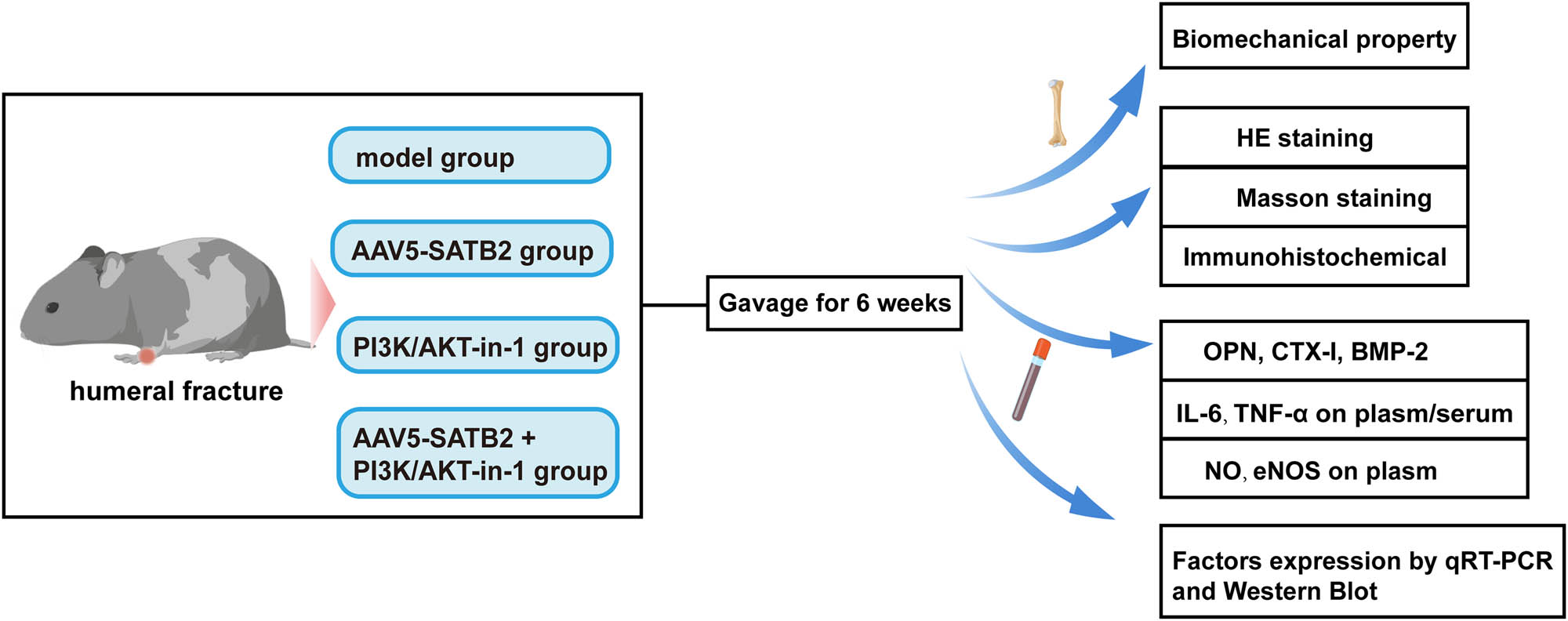 Figure 1 
                  Experimental design. Stable humeral fractures were established in SD rats. Biomechanical properties were assessed by three-point bending test at postoperative weeks 3 and 6. Tissue sections were prepared and subjected to HE staining and Masson staining to assess osteogenic differentiation. IHC assay was performed to assess the expression of ALP and PI3K/Akt pathway-related proteins. The expression of SATB2 and its related factors was quantified by RT-qPCR, ELISA, and western blot.