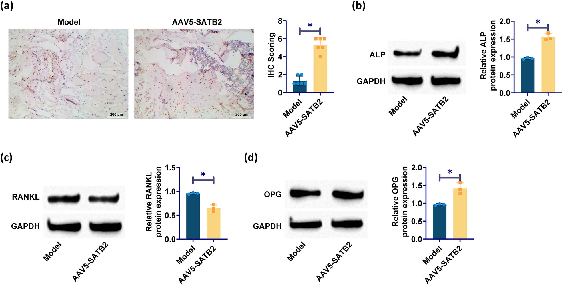 Figure 3 
                  Overexpression of SATB2 enhances osteogenic differentiation: (a) IHC staining detected ALP; (b)–(d) western blotting detection of ALP, RANKL, and OPG. *p < 0.05 was considered statistically significant.