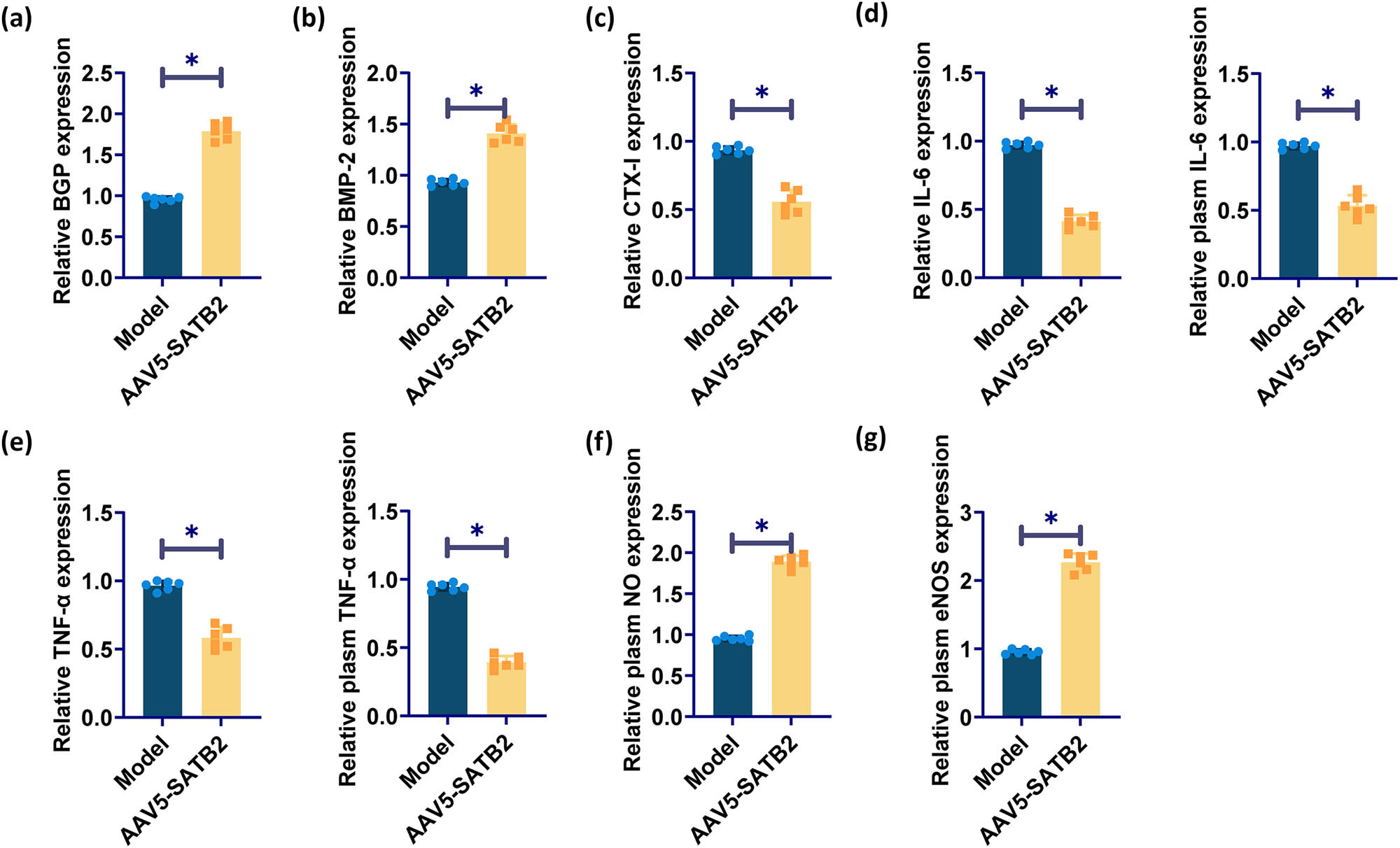 Figure 4 
                  Effects of SATB2 on serum osteocalcin, CTX-I, BMP-2, and inflammation. (a)–(c) ELISA detected serum osteocalcin, BMP-2, and CTX-I in rats. (d) ELISA for the determination of IL-6 in rat plasma and serum. (e) ELISA for the detection of TNF-α in rat plasma and serum. (f) and (g) ELISA for plasma NO level and eNOS activity in rats. *p < 0.05 was considered statistically significant.