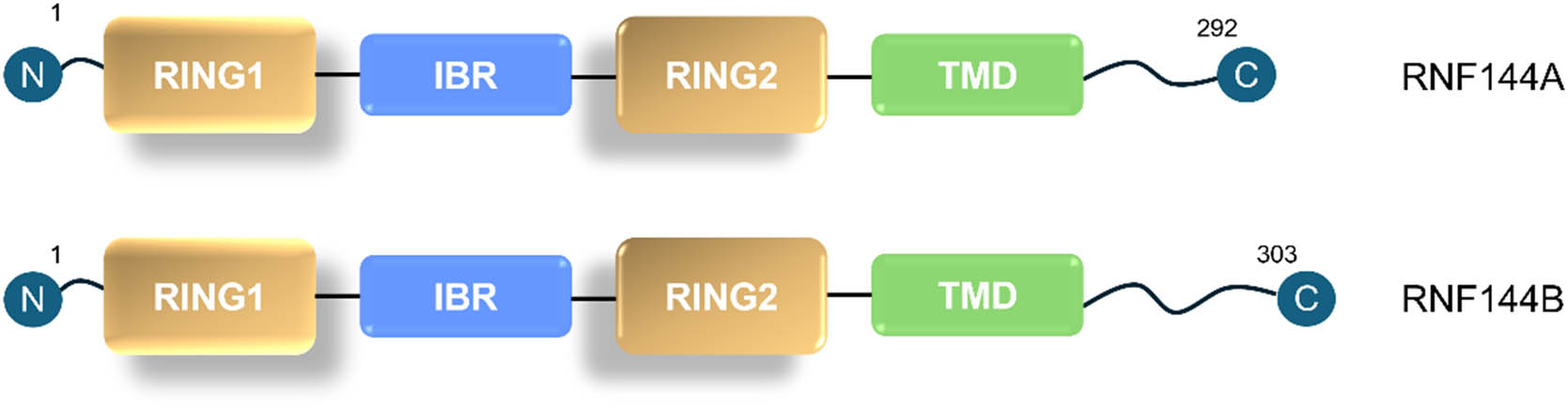 Teaser image from the article