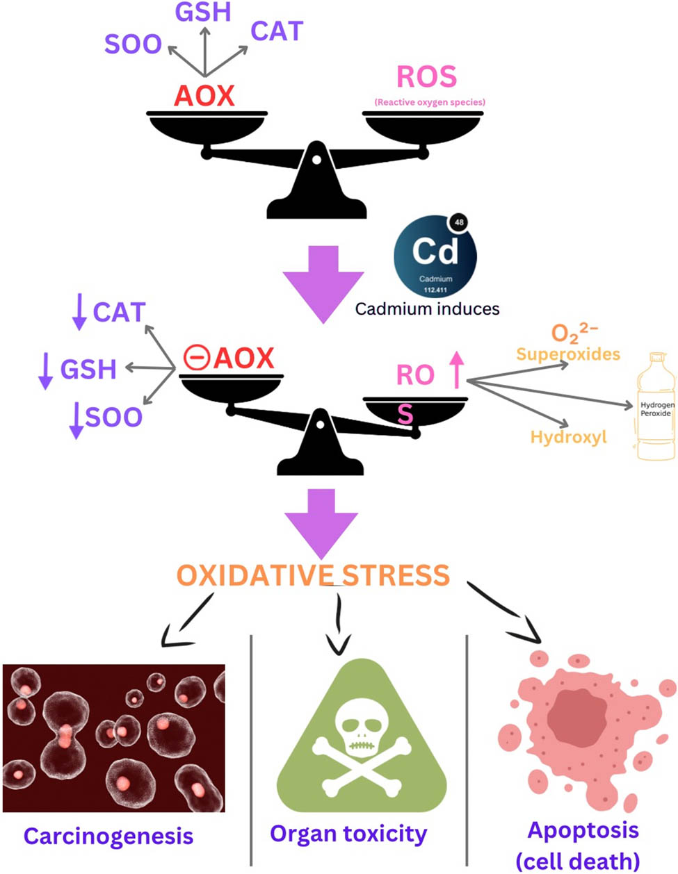 Figure 2
Mechanism of toxicity of cadmium in the human body.