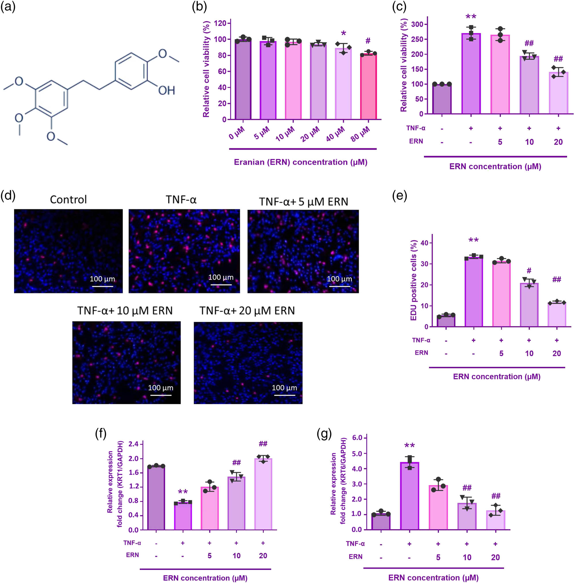 Figure 1 
                  The impact of ERN on TNF-α-stimulated HaCaT cell proliferation. (a) ERN molecular structure. (b) and (c) Cell viability was assessed using the CCK-8 assay for 24 h. (d) The EdU assay was utilized to quantify the proliferation rate. (e) Quantification of EdU-positive cells in HaCaT cells treated with TNF-α (10 ng/mL) and increasing concentrations of ERN (5, 10, and 20 μM) for 24 h. The bar graph represents the percentage of proliferating (EdU-positive) cells. Data are expressed as mean value ± SD (n = 3). (f) and (g) KRT6 and KRT1 mRNA levels were analyzed by qRT-PCR. The internal reference is GAPDH. **P < 0.01 vs control. ##
                     P < 0.01 vs TNF-α group. Data are expressed as mean value ± SD.
               