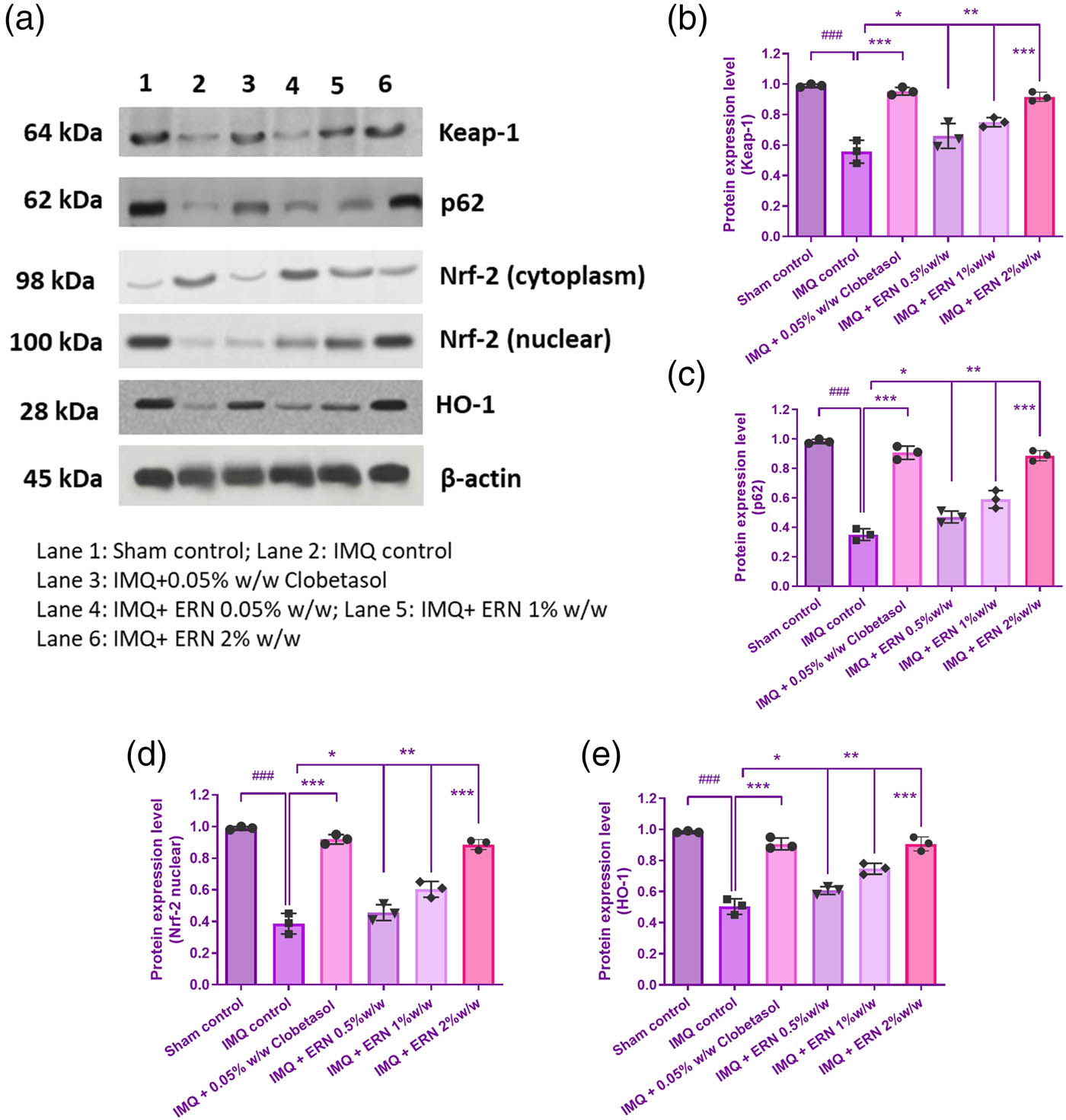 Figure 9 
                  Impact of ERN therapy on the KEAP1-Nrf-2 signaling cascade in skin tissue that could be stimulated by IMQ. (a) The protein expression levels of Nrf2, p62, Keap1, and HO-1 in IMQ + ERN skin tissues are demonstrated by exemplary immunoblot studies. The internal control in this case was β-actin. (b)–(e) Shows various band intensities assessed by Image J software evaluation to protein expression levels graphically. Results are expressed as mean values ± SEM (n = 3). ###
                     p < 0.001, ##
                     p < 0.01, and #
                     p < 0.05 compared with the sham control group; *p < 0.05, **p < 0.01, and ***p < 0.001 compared with the IMQ alone treated group; ns, non-significant.
               