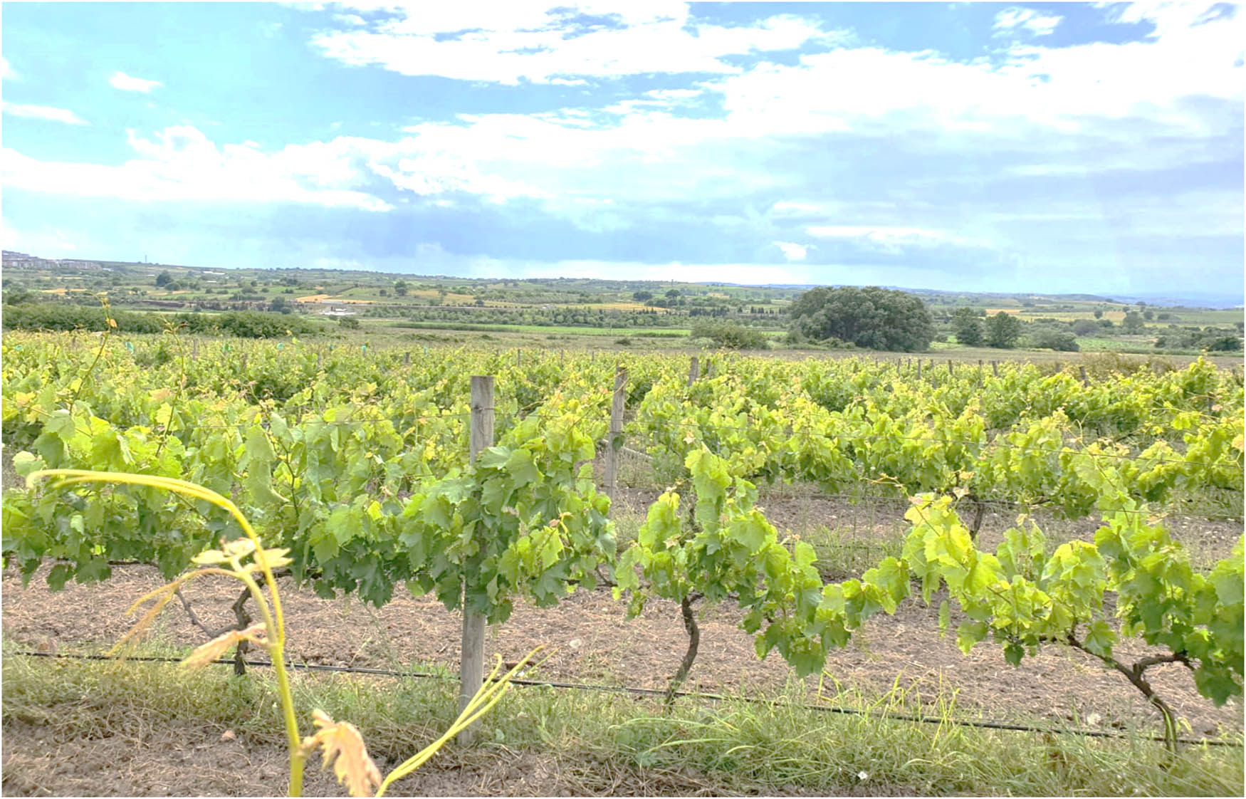 Teaser image from the article