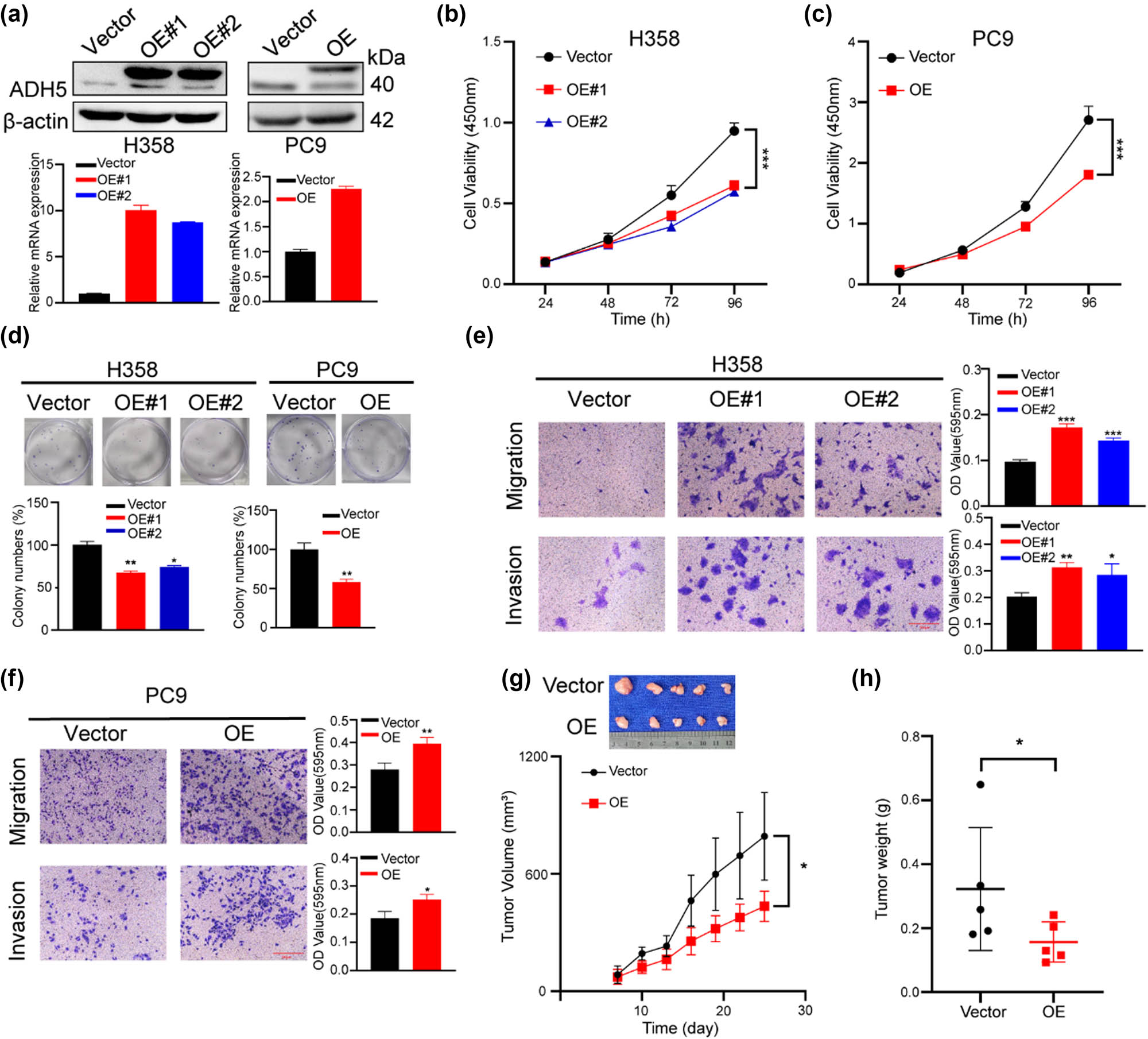 Figure 2 
                  ADH5 overexpression impaired proliferation but enhanced metastasis of NSCLC cells. (a) Western blot and qRT-PCR showed that ADH5 was efficiently overexpressed in H358 and PC9 cells. (b) and (c) Cell-viability assay was performed to measure the growth of ADH5-transfected H358 and PC9 cells. (d) Colony formation was conducted in H358 and PC9 cells transfected with or without ADH5. (e) and (f) Transwell assays were performed to evaluate migration and invasion of ADH5 overexpressed H358 cells and PC9 cells. For migration H358 was incubated for 24 h, PC9 was incubated for 24 h. For invasion H358 was incubated for 48 h, PC9 was incubated for 36 h. (g) and (h) PC9 ADH5-overexpressed cells were subcutaneously injected into BALB/c nude mice. Tumor volumes were evaluated every 3 days. Tumor weights were evaluated 4 weeks later. Data from cells were generated from at least three biologically independent experiments. *P < 0.05, **P < 0.01, ***P < 0.001.
               