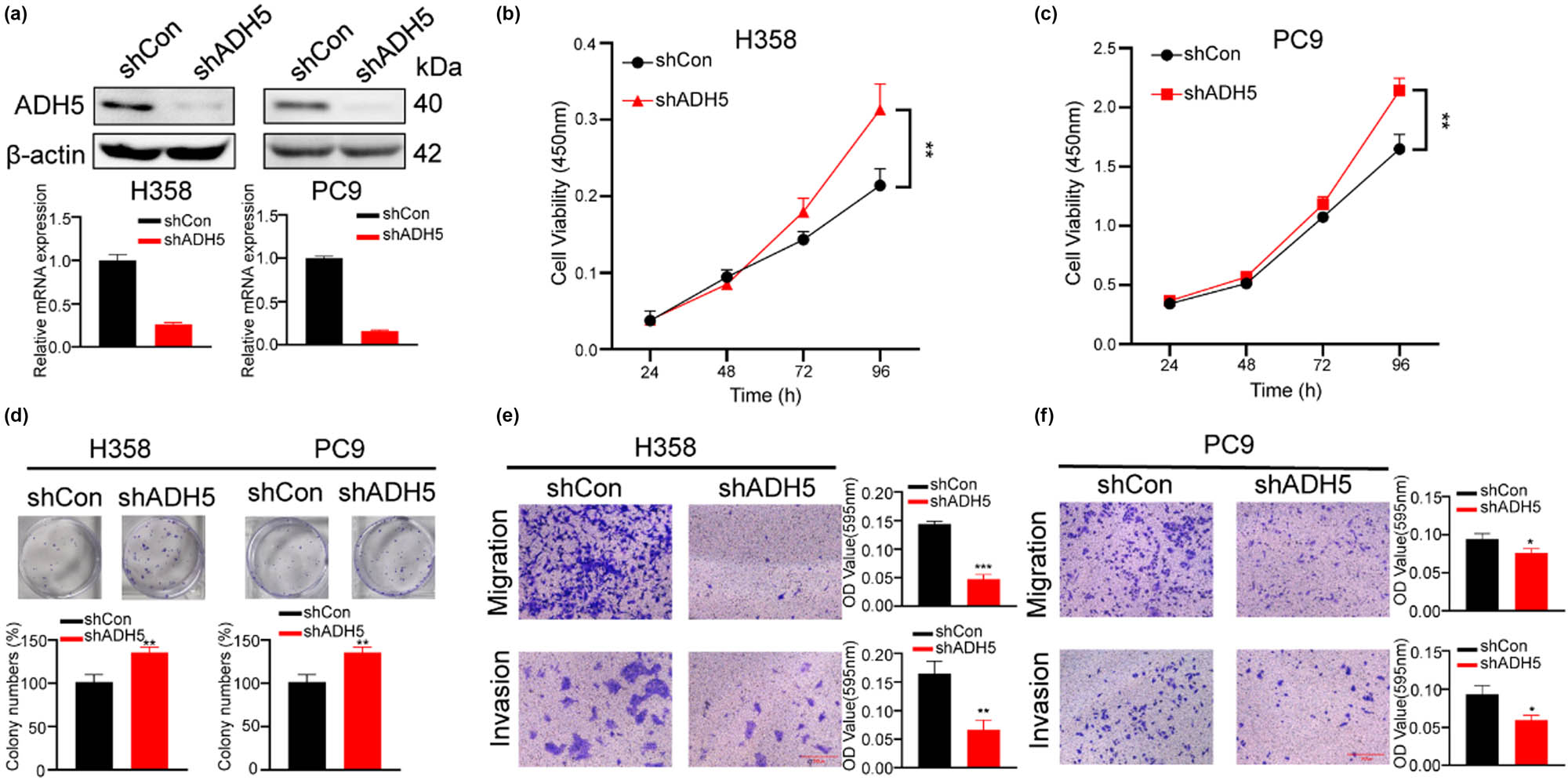 Figure 3 
                  ADH5 knockdown impaired migration but enhanced proliferation of NSCLC cells. (a) Western blot and qRT-PCR showed that ADH5 was efficiently knocked down in H358 and PC9 cells. (b) and (c) CCK8 assay was conducted to measure the proliferation of H358 and PC9 shADH5 cells. The absorbance value was measured at 450 nm. (d) Colony formation was conducted in H358 and PC9 cells lacking ADH5. (e) and (f) Transwell assays were performed to evaluate migration and invasion of H358 and PC9 shADH5 cells. For migration H358 was incubated for 48 h, PC9 was incubated for 24 h. For invasion H358 was incubated for 48 h, PC9 was incubated for 36 h. Data from cells were generated from at least three biologically independent experiments. *P < 0.05, **P < 0.01, ***P < 0.001.
               
