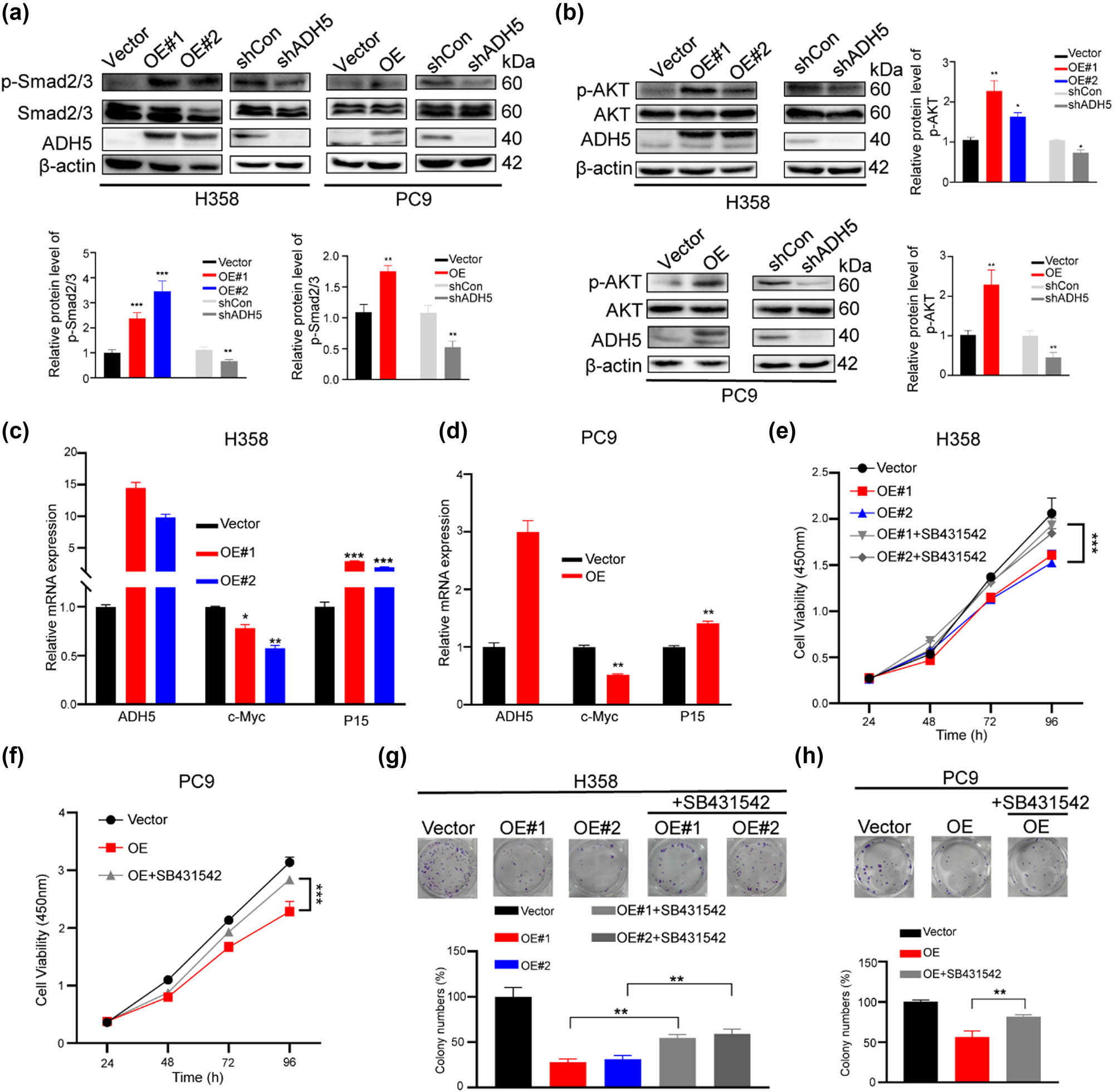 Figure 4 
                  ADH5 activated Smad2/Smad3. (a) Western blot to assess the phosphorylation of Smad2/Smad3 in ADH5 stable transfected H358 and PC9 cells. (b) Western blot to assess the protein expression of ADH5, AKT, and p-AKT in ADH5 transfected stable cell lines. (c) and (d) qRT-PCR was conducted to measure the mRNA levels of c-Myc and P15 in ADH5 stable transfected H358 and PC9 cells. (e) and (f) SB431542 (10 μM) was applied to ADH5 overexpressed cells and cell proliferation was detected by CCK8. (g) and (h) Colony formation was conducted in ADH5 overexpressed cells treated with/without SB431542 (5 μM). Data from cells were generated from at least three biologically independent experiments. *P < 0.05, **P < 0.01, ***P < 0.001.
               