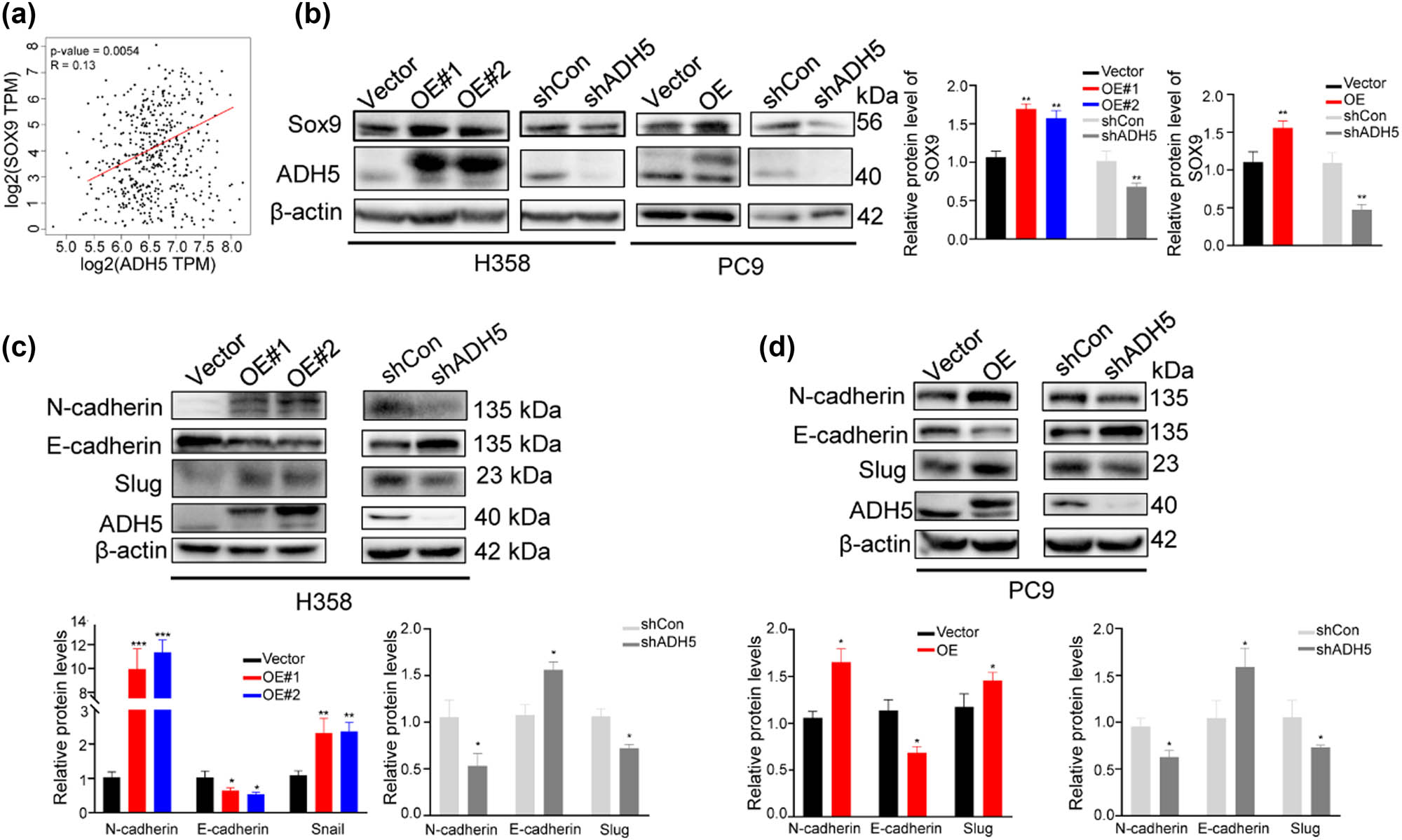 Figure 5 
                  Correlation between ADH5 and SOX9. (a) Scatter plots of correlation between SOX9 and ADH5 expression in lung adenocarcinoma from GEPIA database. (b) Protein level of SOX9 detected by western blot in ADH5 transfected stable cell lines. (c) and (d) Western blot to assess the protein expression of N-cadherin, E-cadherin, Snail, Slug, and ADH5 in ADH5 transfected stable cell lines. Data from cells were generated from at least three biologically independent experiments. *P < 0.05, **P < 0.01, ***P < 0.001.
               