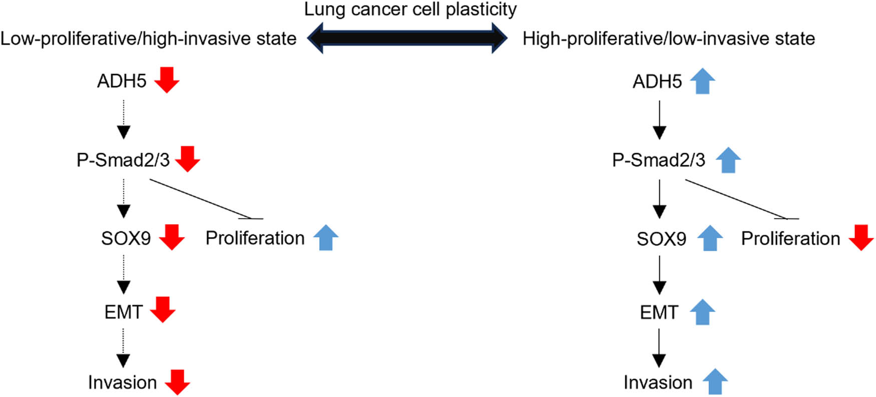 Figure 6 
               A schematic illustration depicting the regulation of lung cancer cell plasticity by ADH5, where the expression of ADH5 influences the state of lung cancer cells; downregulation of ADH5 suppresses migration but boosts proliferation via Smad2/3, and conversely.
            