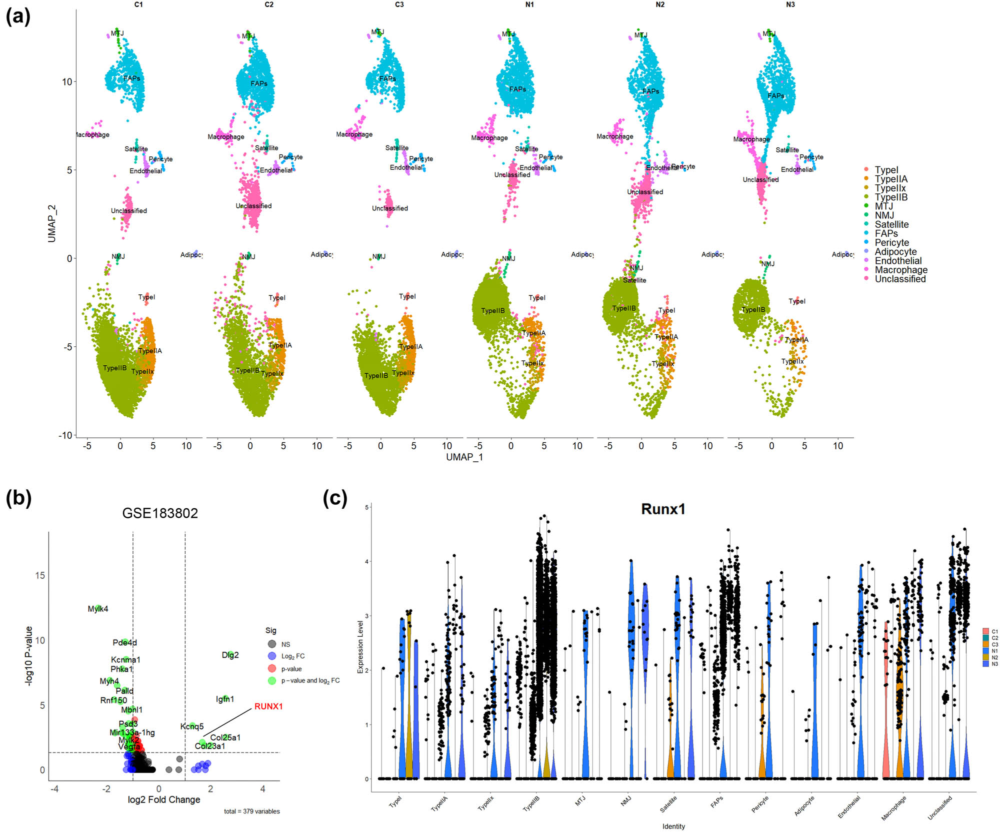 Figure 1 
                  snRNA-seq. (a) Identification of 12 distinct cell populations from GSE183802 database via snRNA-seq. (b) Differential gene analysis reveals RUNX1 upregulation in denervated type I myonuclei. (c) RUNX1 expression significantly elevated in type I and type IIa myofibers clusters post-denervation.
               