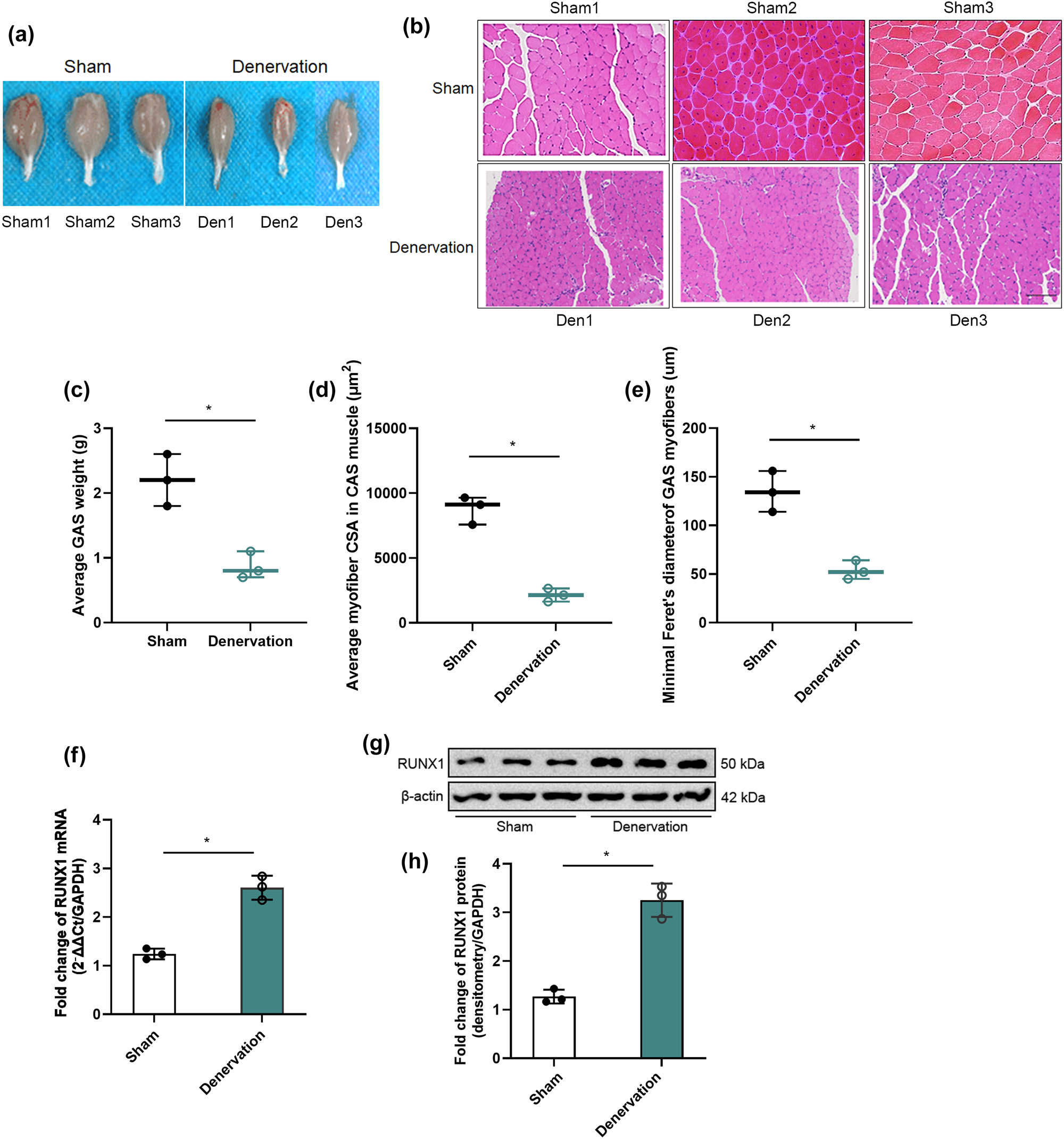 Figure 2 
                  Sciatic nerve transection model. (a) Gross GAS morphology in sham vs denervation groups, 14 days post‐surgery. (b) HE‐stained GAS cross‐sections in sham vs denervation groups. (c) GAS wet weight in sham vs denervation groups. (d) Muscle fiber CSA in sham vs denervation groups. (e) Minimal Feret’s diameter in sham vs denervation groups. (f) RUNX1 mRNA levels in GAS by qRT-PCR in sham vs denervation groups. (g) RUNX1 protein levels in GAS by Western blot in sham vs denervation groups. (h) Densitometric quantification of RUNX1 protein levels normalized to GAPDH.
               