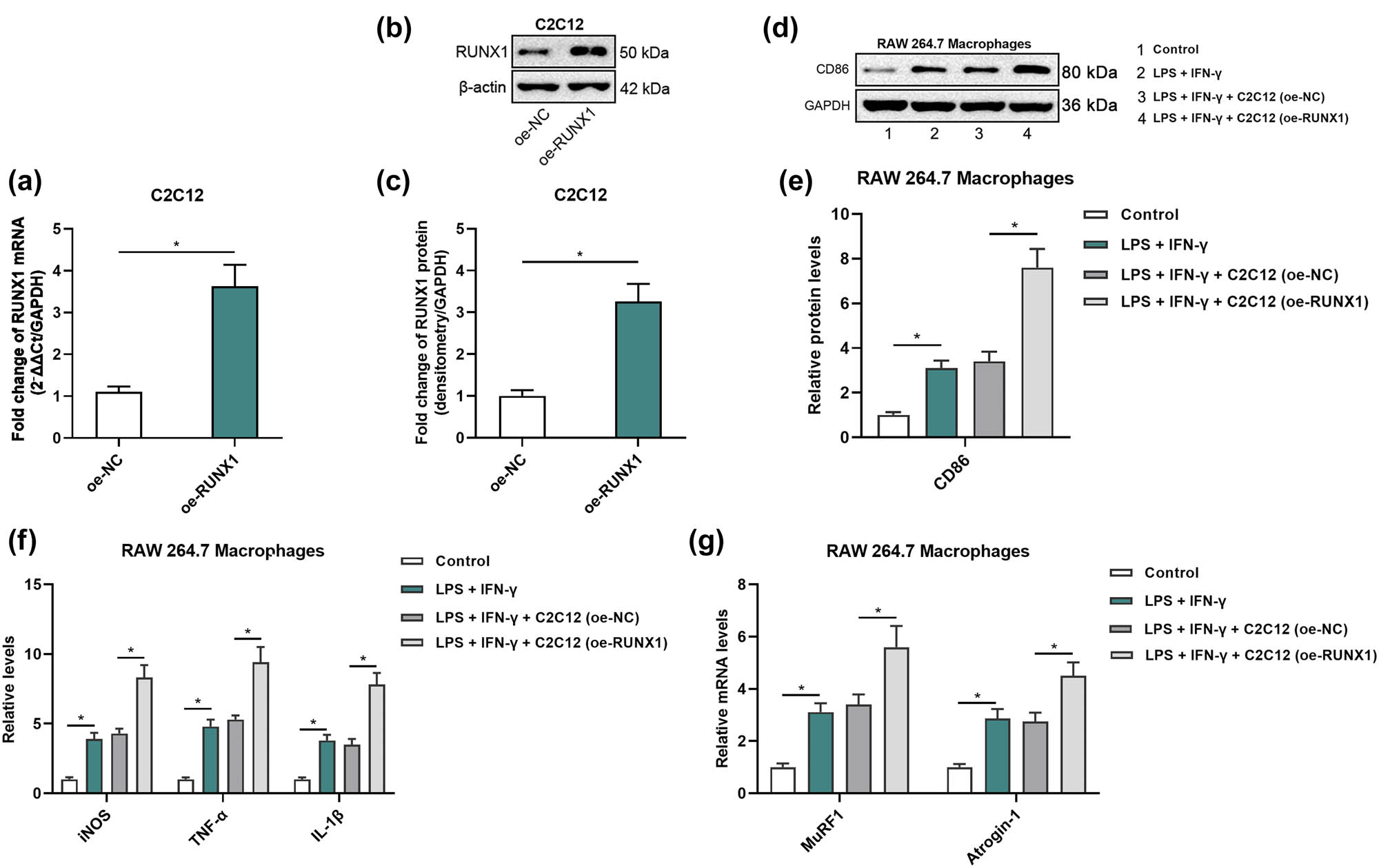Figure 3 
                  RUNX1 overexpression in C2C12 cells promotes M1 macrophage polarization. (a) qRT-PCR validation of RUNX1 mRNA overexpression in C2C12 cells (oe-NC vs oe-RUNX1). (b) Western blot of RUNX1 protein levels in C2C12 cells following transfection. (c) Densitometric quantification of RUNX1 protein normalized to GAPDH. (d) Western blot of CD86 in RAW264.7 macrophages treated with supernatant from oe-NC or oe-RUNX1 C2C12 cells. (e) Densitometric quantification of CD86 protein normalized to GAPDH. (f) ELISA measurement of iNOS, IL-1β, and TNF-α in macrophage culture supernatants. (g) qRT-PCR analysis of MuRF1 and Atrogin-1 mRNA levels in treated macrophages.
               