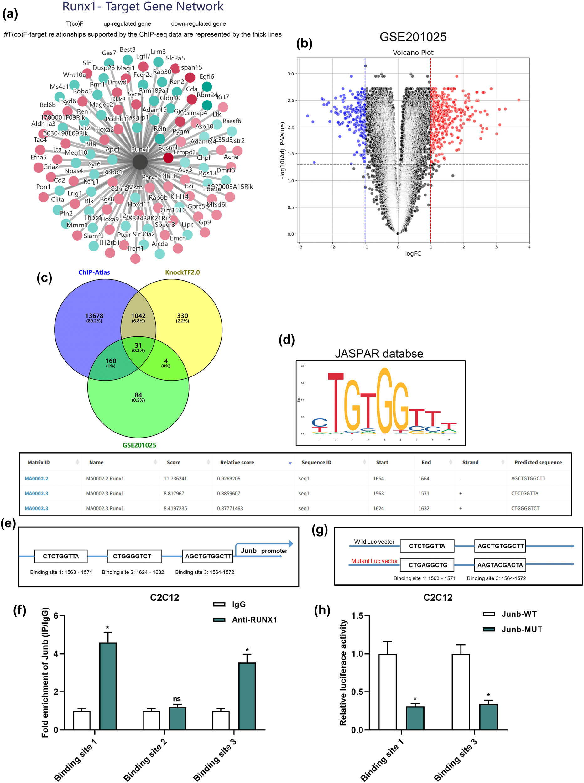 Figure 4 
                  RUNX1 directly targets JUNB. (a) Identification of RUNX1 downstream targets using the KnockTF 2.0 database. (b) JUNB expression significantly upregulated in GSE102255 dataset. (c) Intersection analysis identified JUNB as a shared target gene of RUNX1. (d) Potential binding sites were predicted by JASPAR. (e) Schematic of the JUNB promoter region with three predicted RUNX1 binding motifs. (f) ChIP assays confirmed direct binding of RUNX1 to JUNB promoter regions (Sites 1 and 3). (g) Sequences of WT and MUT RUNX1 binding motifs in the JUNB promoter used for reporter constructs. (h) Dual-luciferase reporter assay comparing relative luciferase activity between the two groups.
               