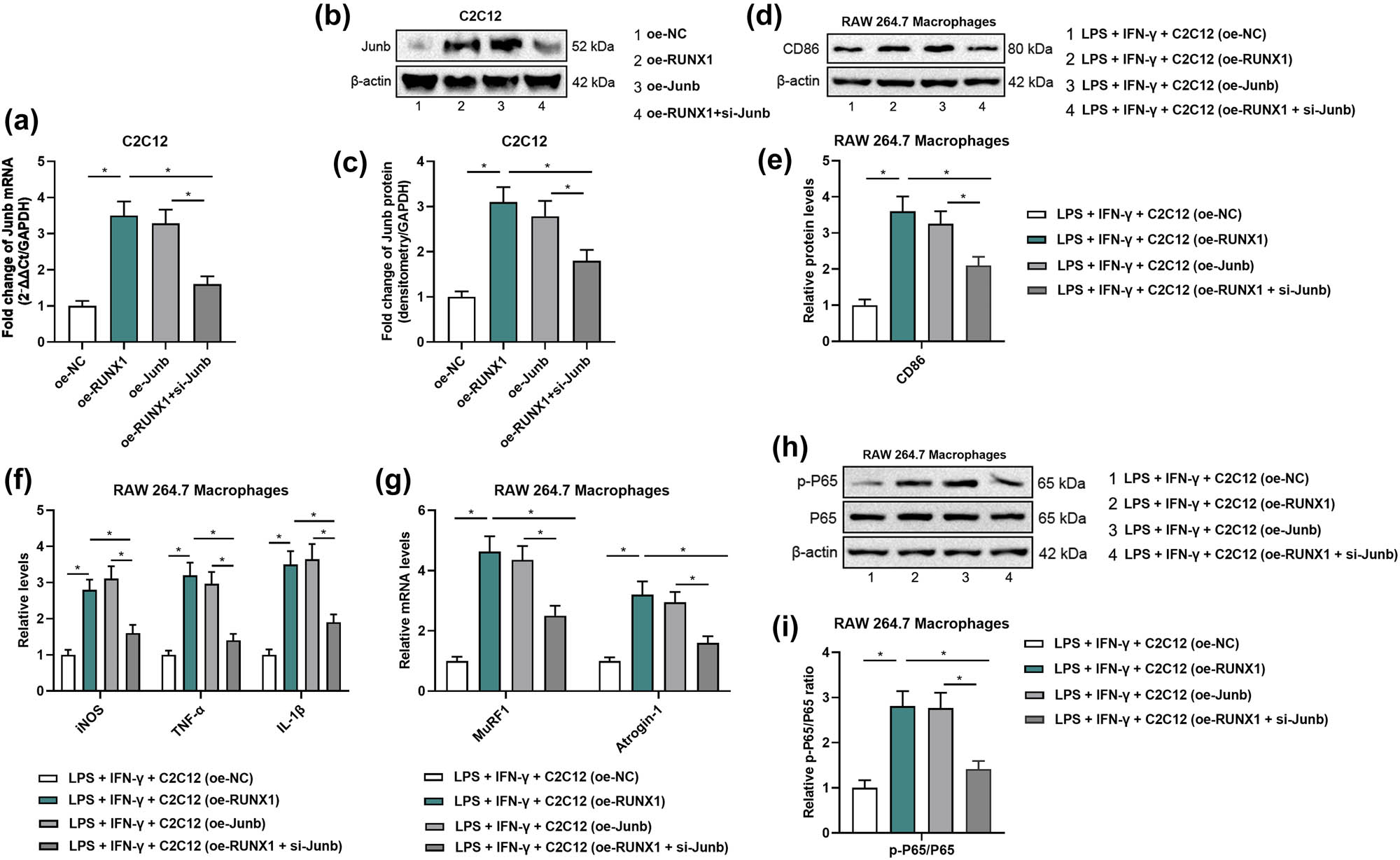 Figure 5 
                  JUNB knockdown reverses RUNX1-induced M1 macrophage polarization via NF-κB. (a) qRT-PCR validation of JUNB knockdown efficiency in C2C12 cells transfected with si-JUNB vs control siRNA. (b) Western blot of JUNB protein levels in C2C12 cells after siRNA transfection. (c) Densitometric quantification of JUNB protein normalized to GAPDH. (d) Western blot of CD86 expression in RAW264.7 macrophages treated with conditioned medium from C2C12 cells (NC, oe-RUNX1, oe-RUNX1 + si-JUNB). (e) Densitometric quantification of CD86 normalized to GAPDH. (f) ELISA measurement of iNOS, IL-1β, and TNF-α in macrophage supernatants. (g) qRT-PCR analysis of MuRF1 and Atrogin-1 mRNA levels in treated macrophages. (h) Western blot of phosphorylated NF-κB p65 in macrophages exposed to conditioned media. (i) Densitometric quantification of p-p65 normalized to total p65.
               