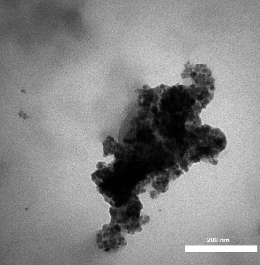 Figure 5
TEM image of the synthetic AgNPs using S. aromaticum extract.